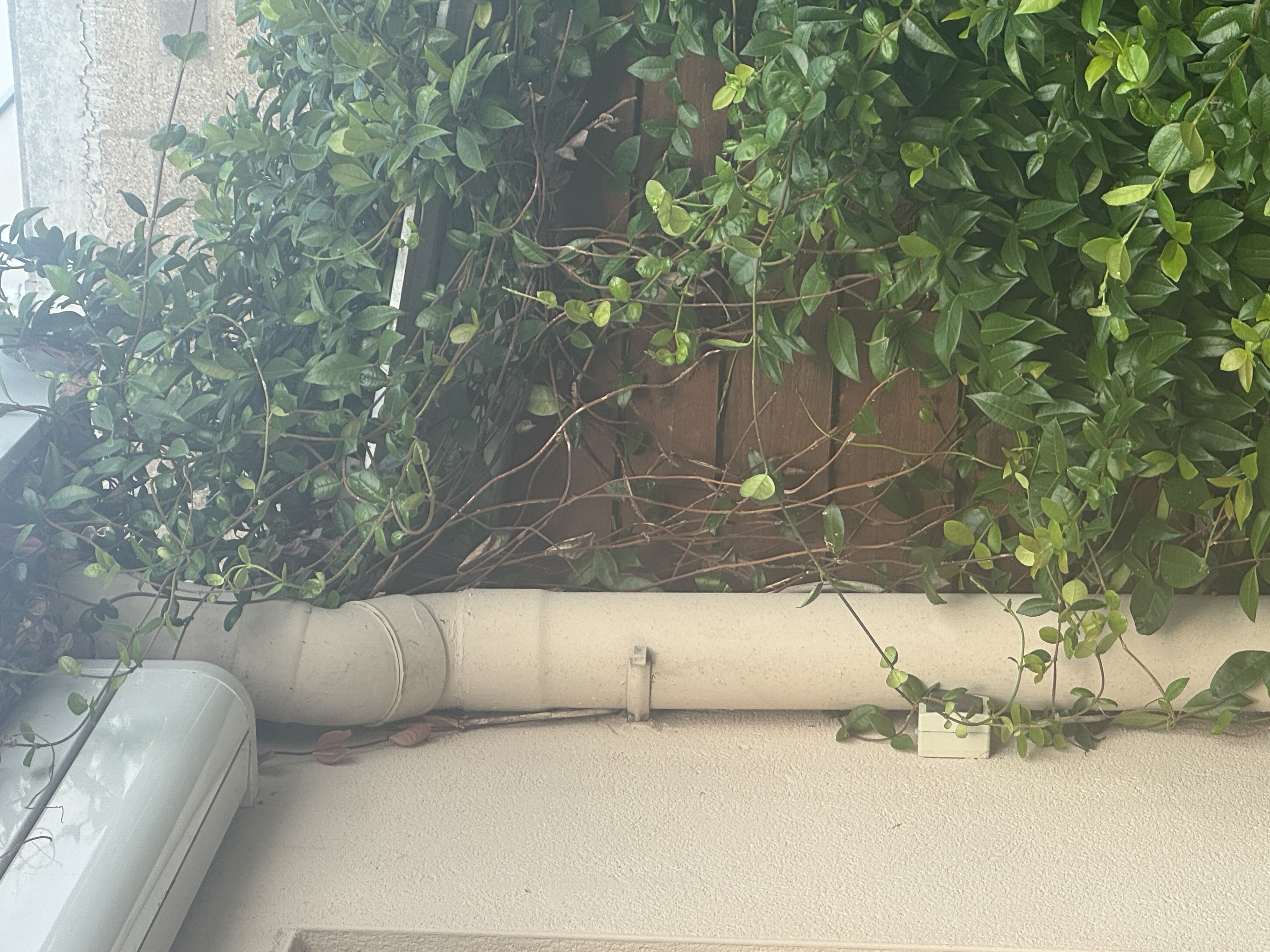 Nid de frelon asiatique à Le Plessis-Grammoire (49) — SignalNids
