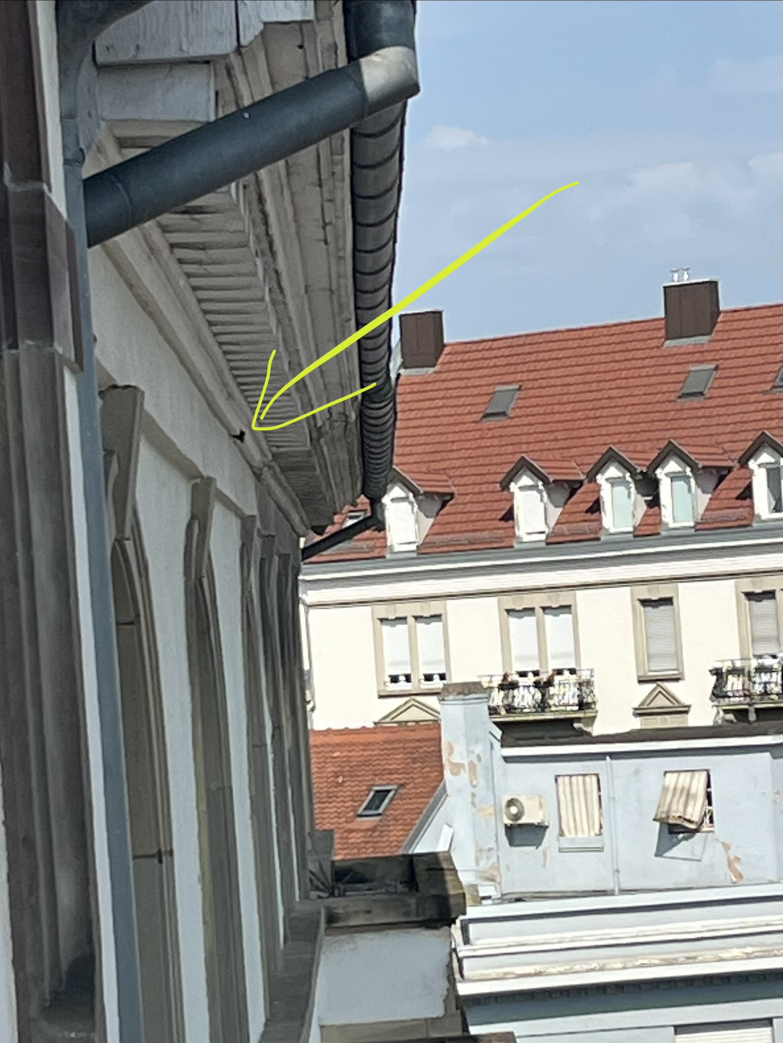 Nid de frelon asiatique à Strasbourg (67) — SignalNids