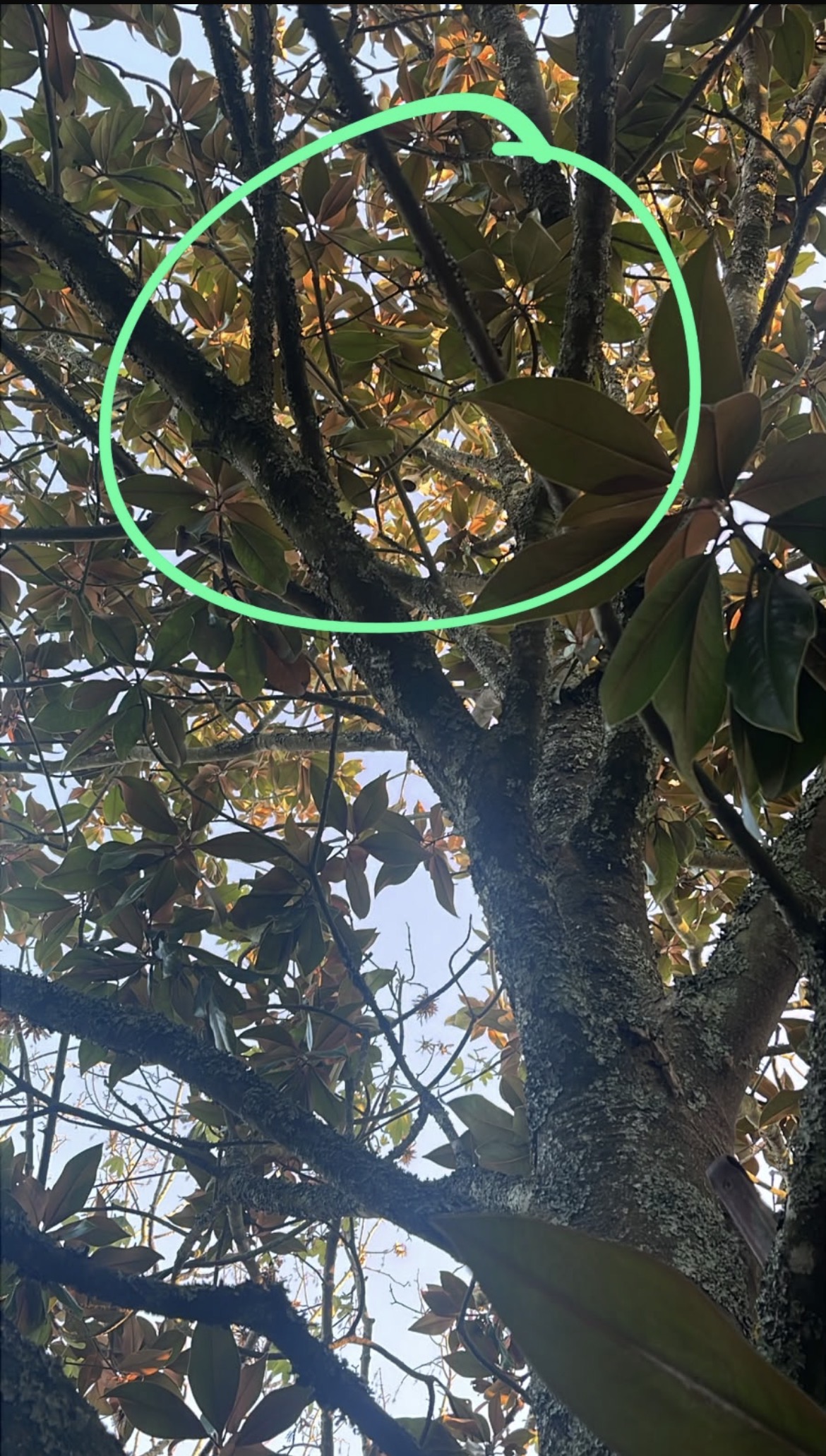 Nid de frelon asiatique à Orx (40) — SignalNids