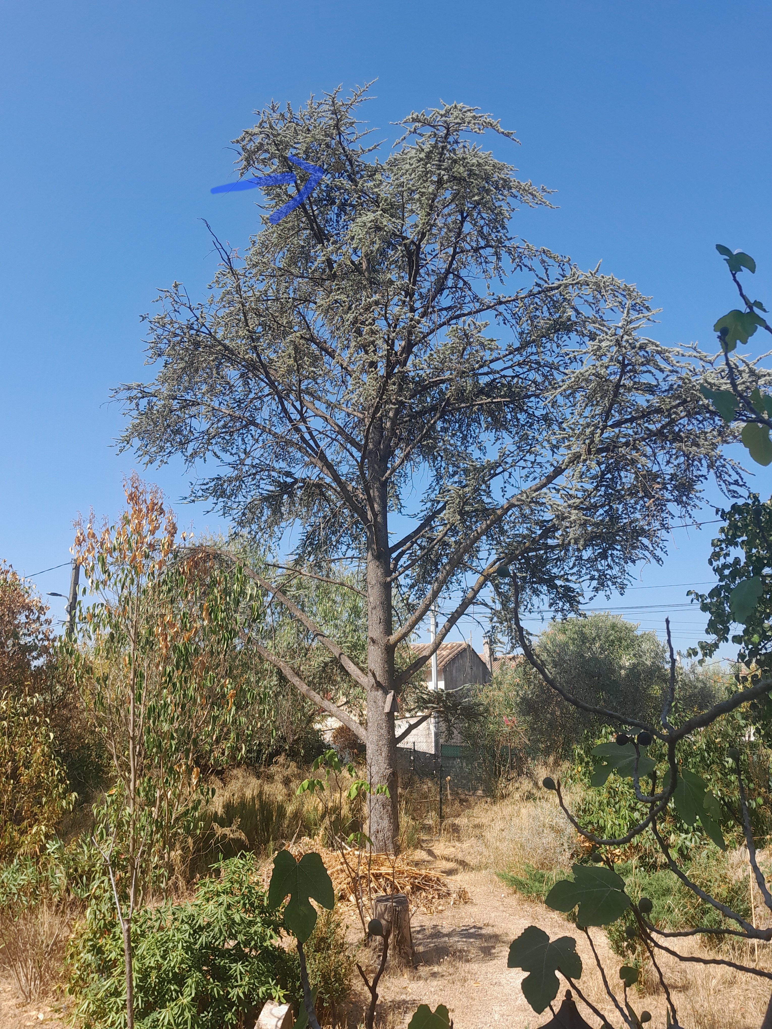 Nid de frelon asiatique à Carpentras (84) — SignalNids