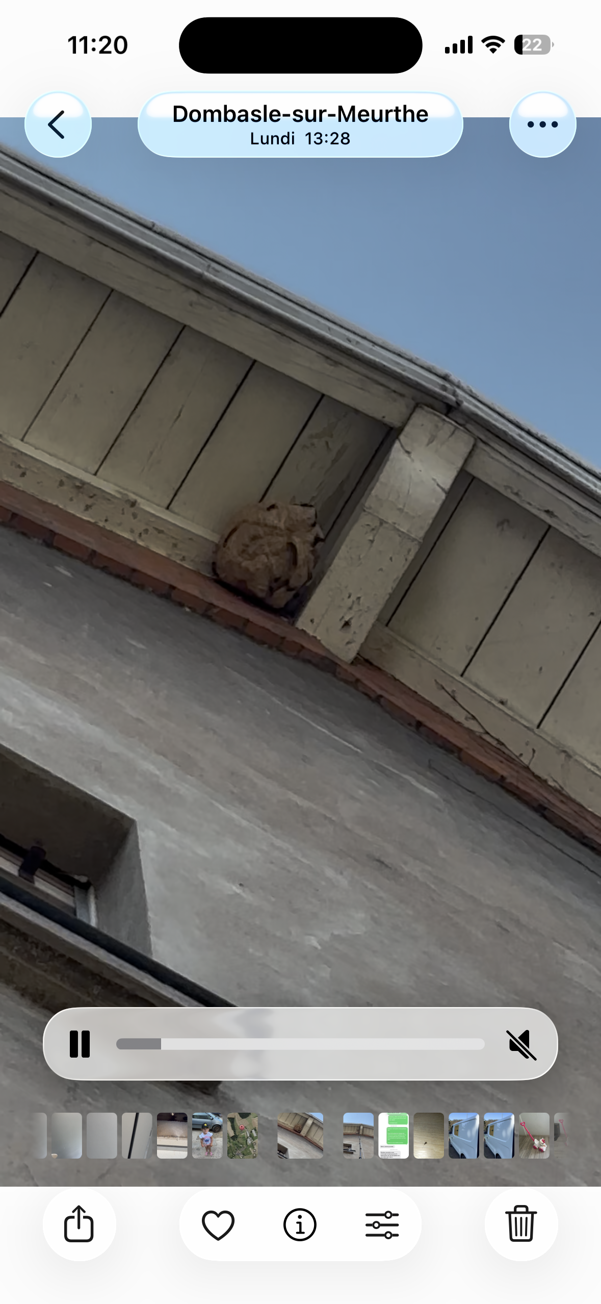 Nid de frelon asiatique à Dombasle-sur-Meurthe (54) — SignalNids