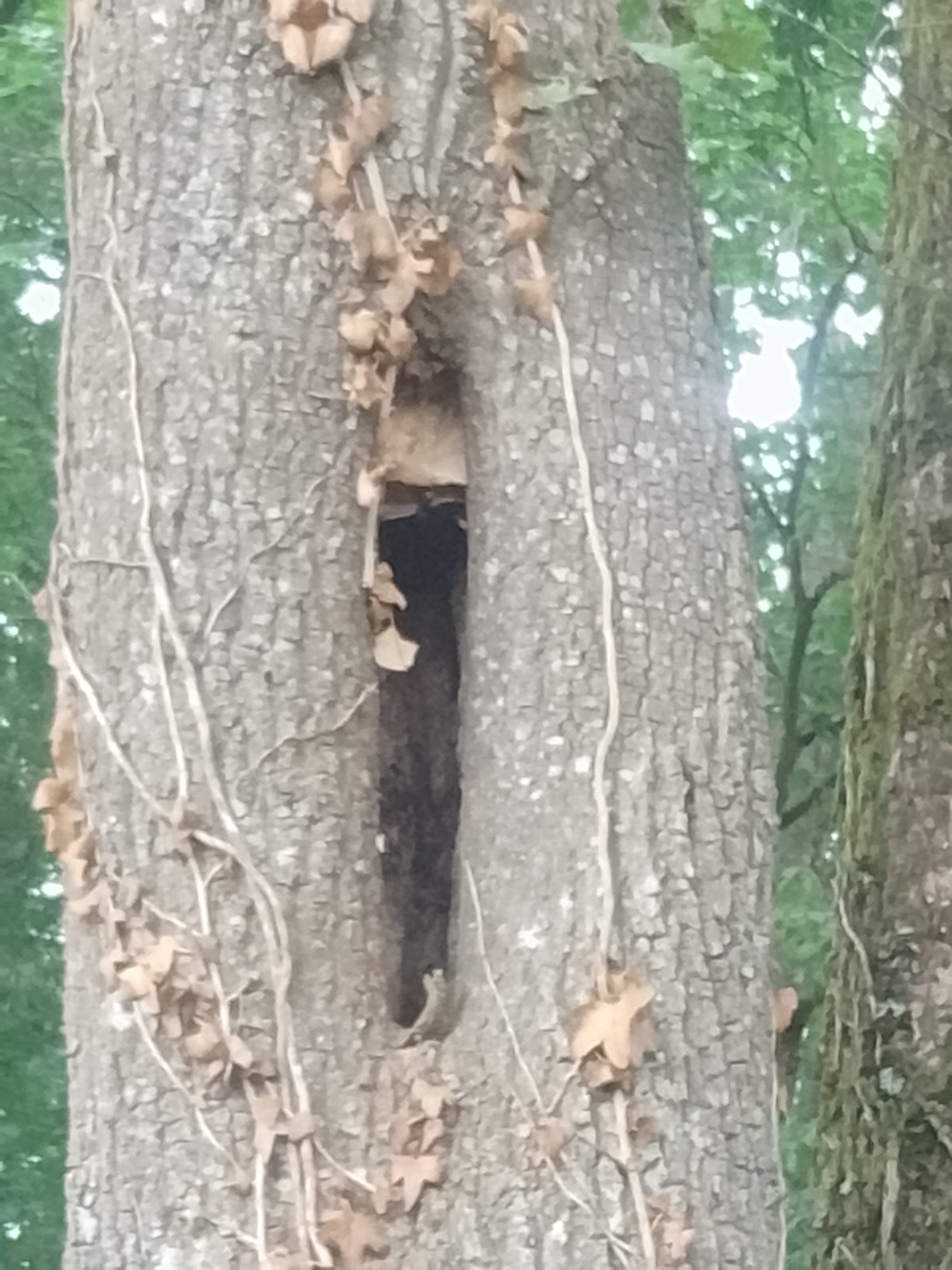 Nid de frelon asiatique à Lannemezan (65) — SignalNids