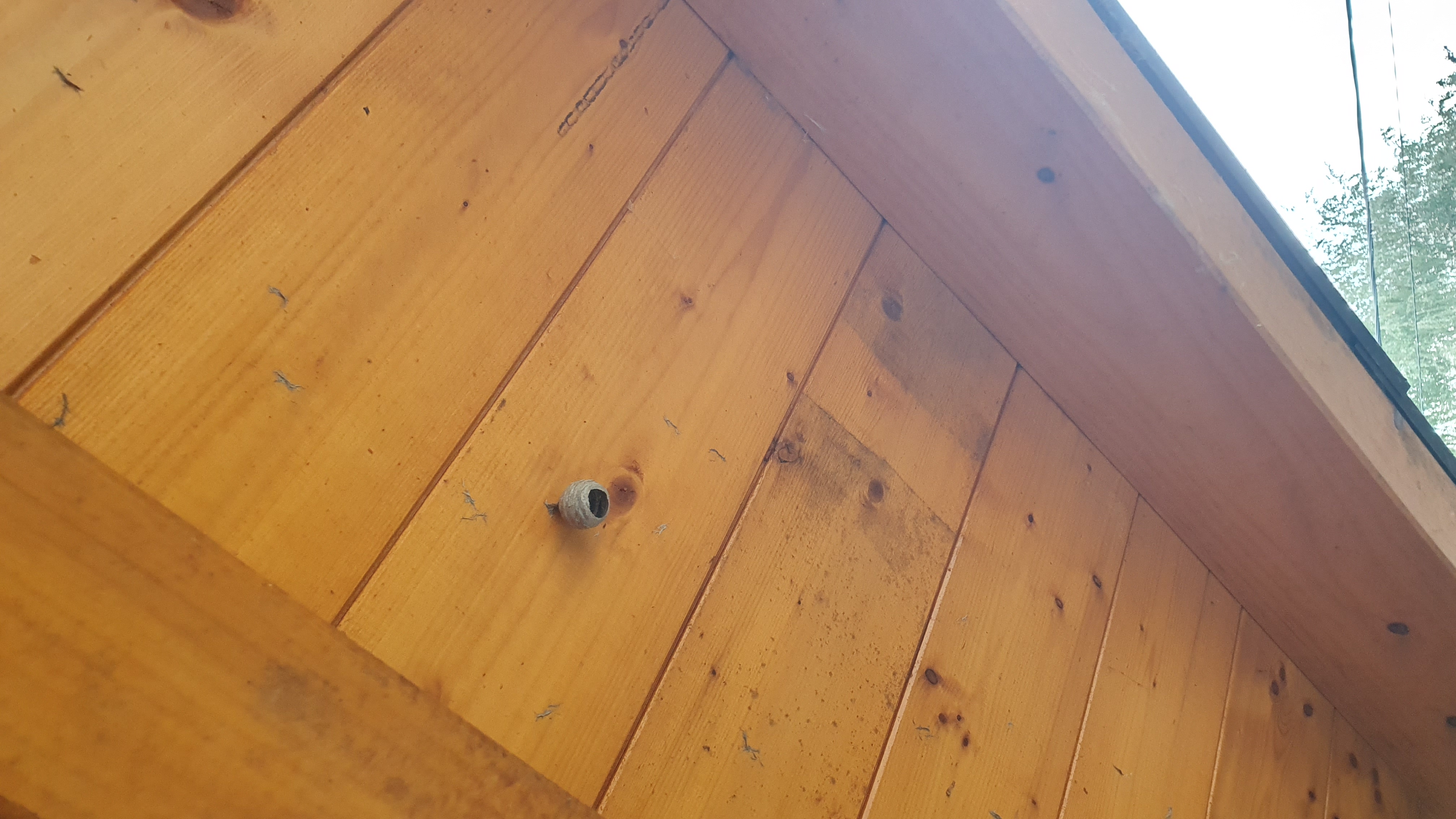 Nid / nuisance à Dingy-en-Vuache (74) — SignalNids