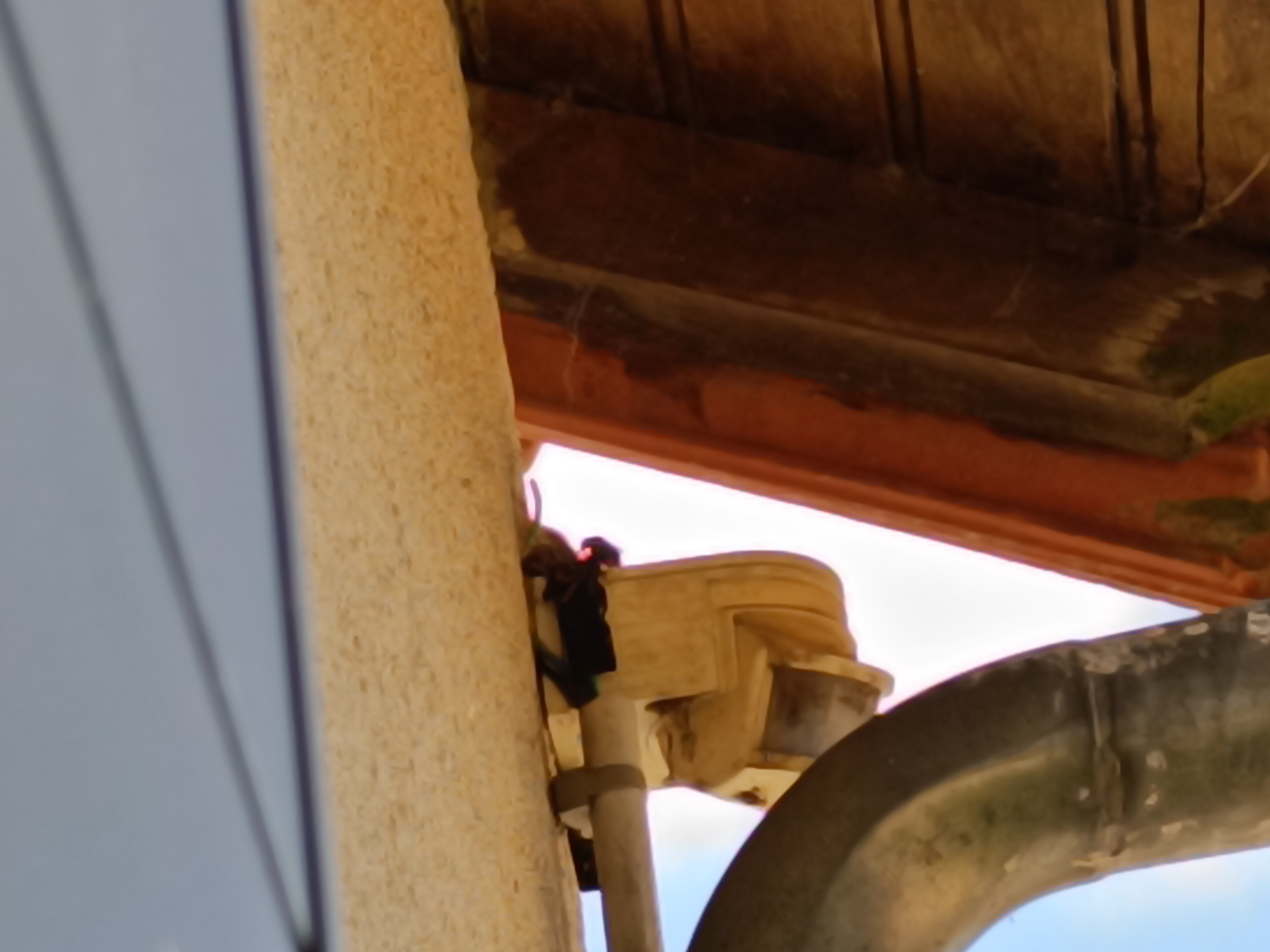 Nid de frelon asiatique à Beaupréau-en-Mauges (49) — SignalNids