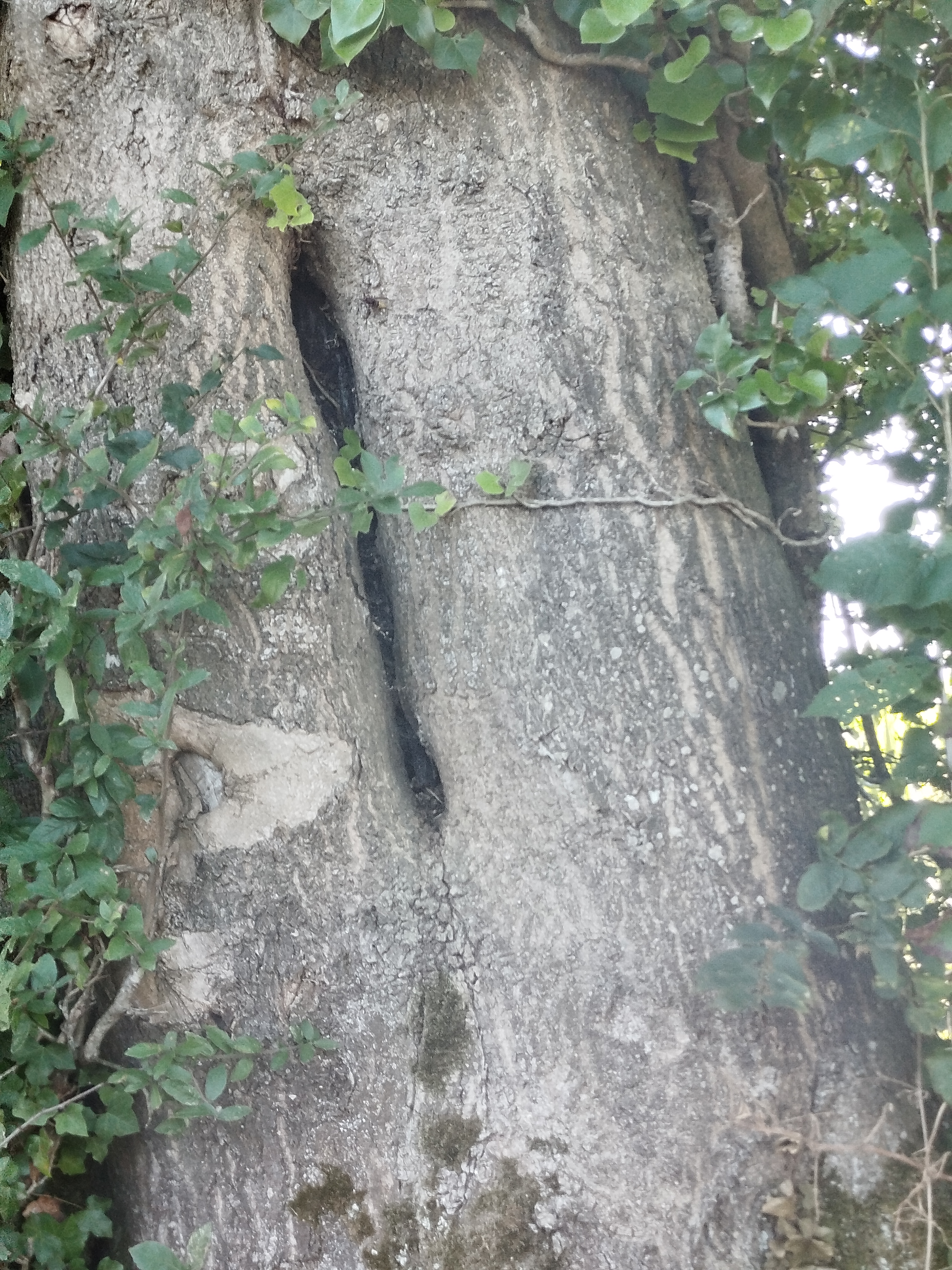 Nid de frelon européen à Le Mesnil-Villeman (50) — SignalNids