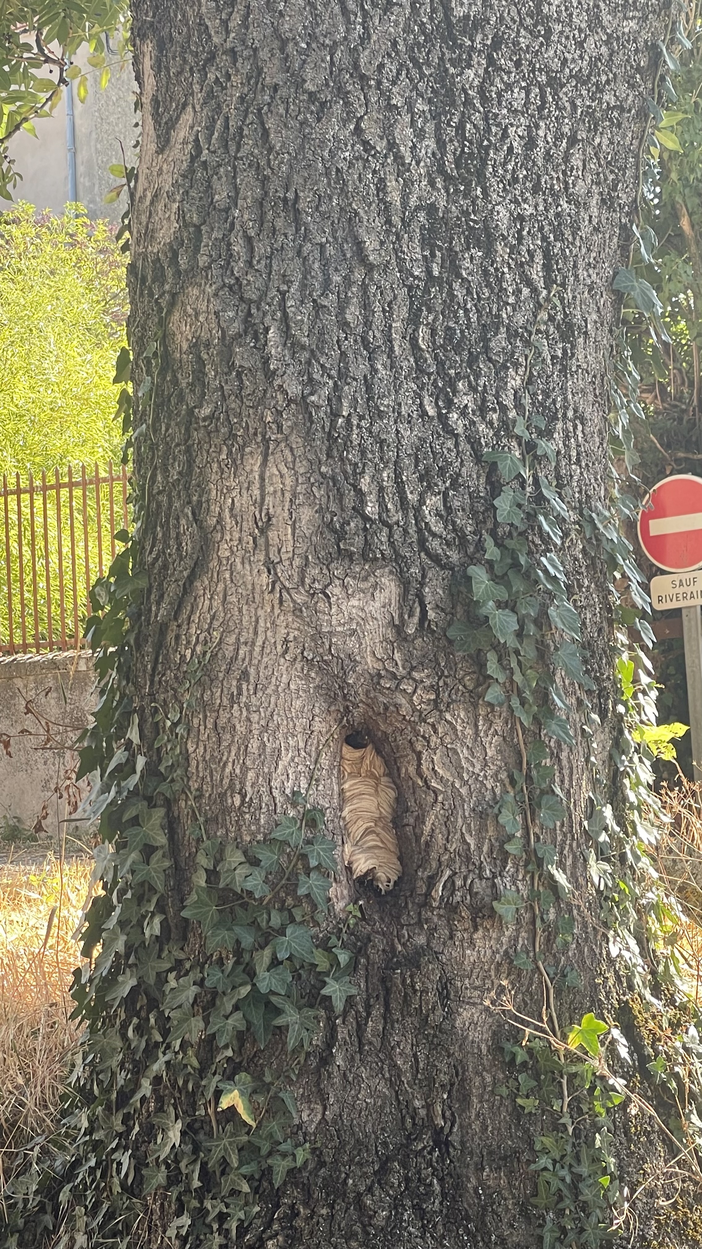 Nid de frelon européen à Plats (07) — SignalNids