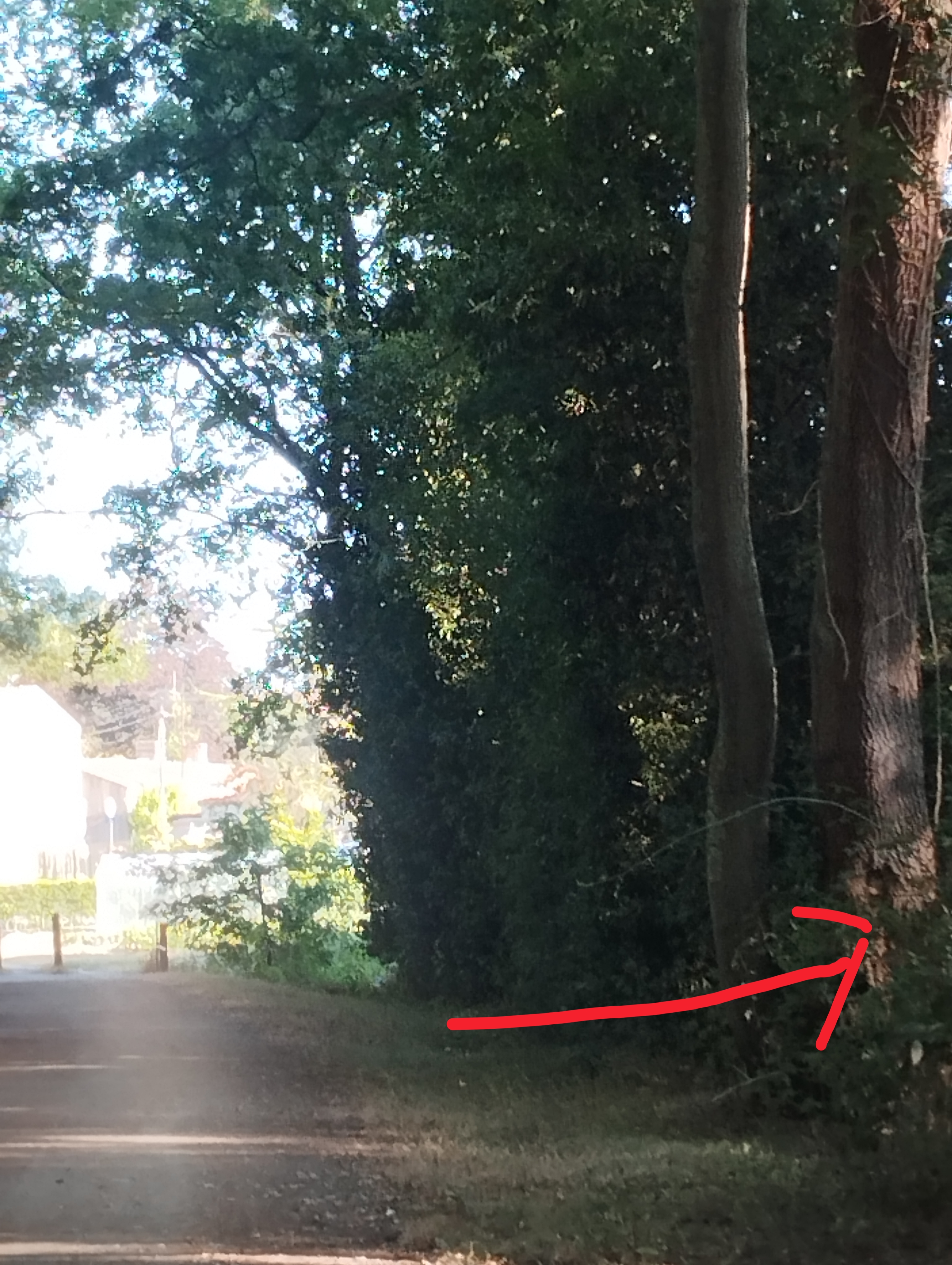Nid / nuisance à Bouaye (44) — SignalNids