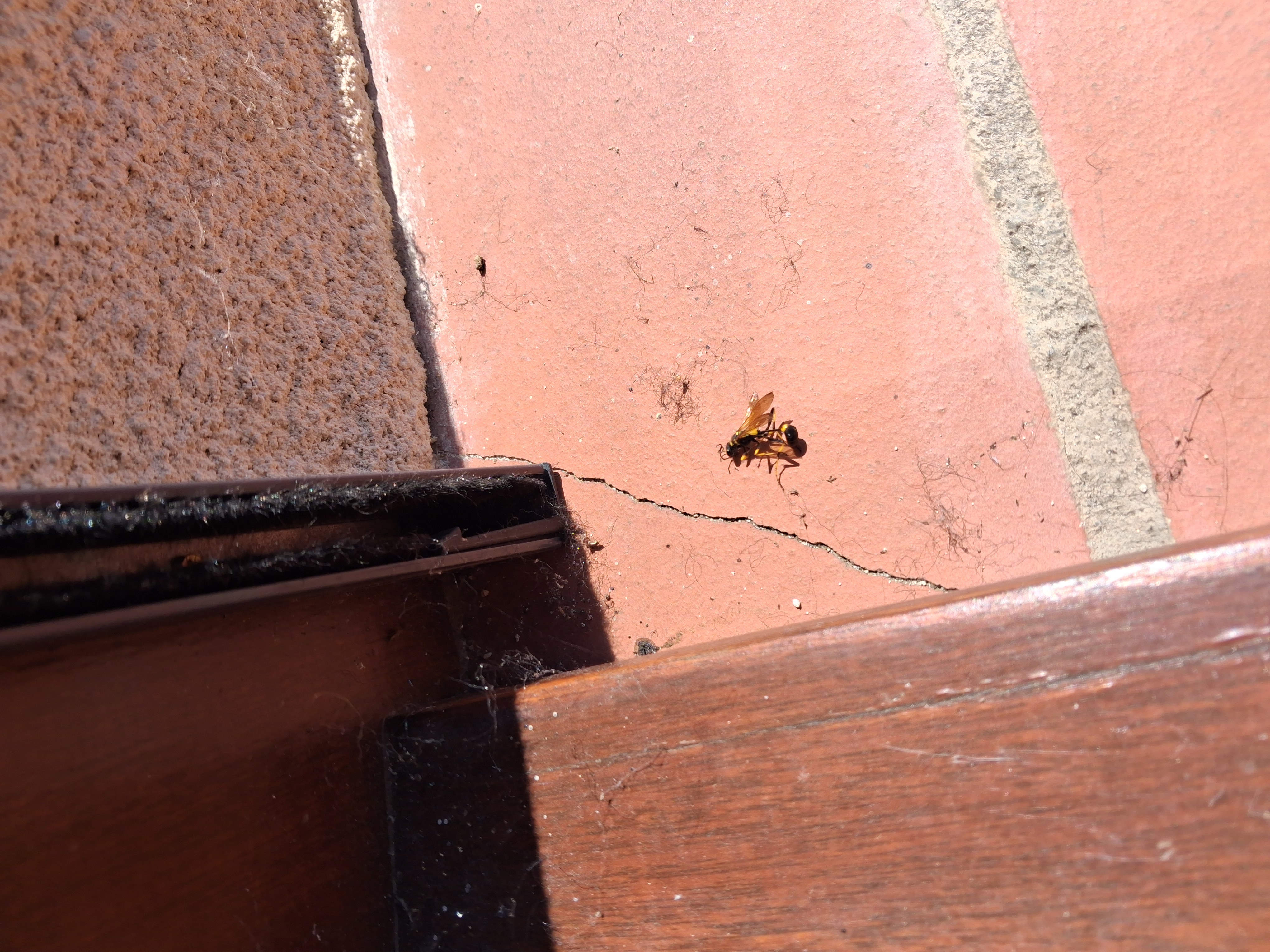 Nid de frelon asiatique à Saint-Orens-de-Gameville (31) — SignalNids