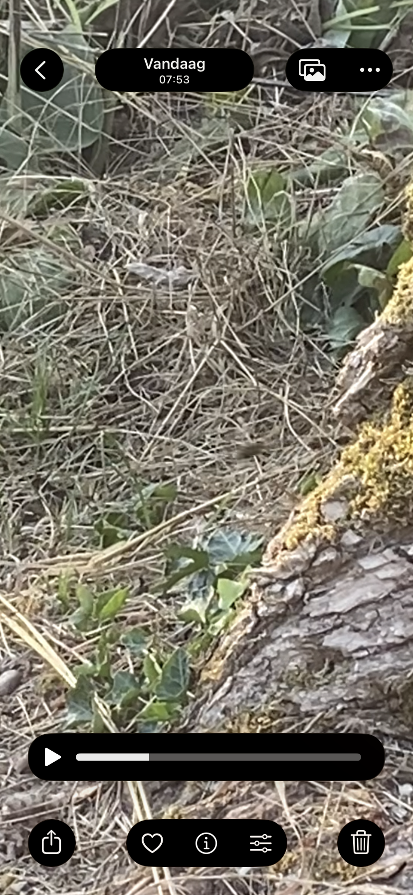 Nid de frelon asiatique à Tudeils (19) — SignalNids