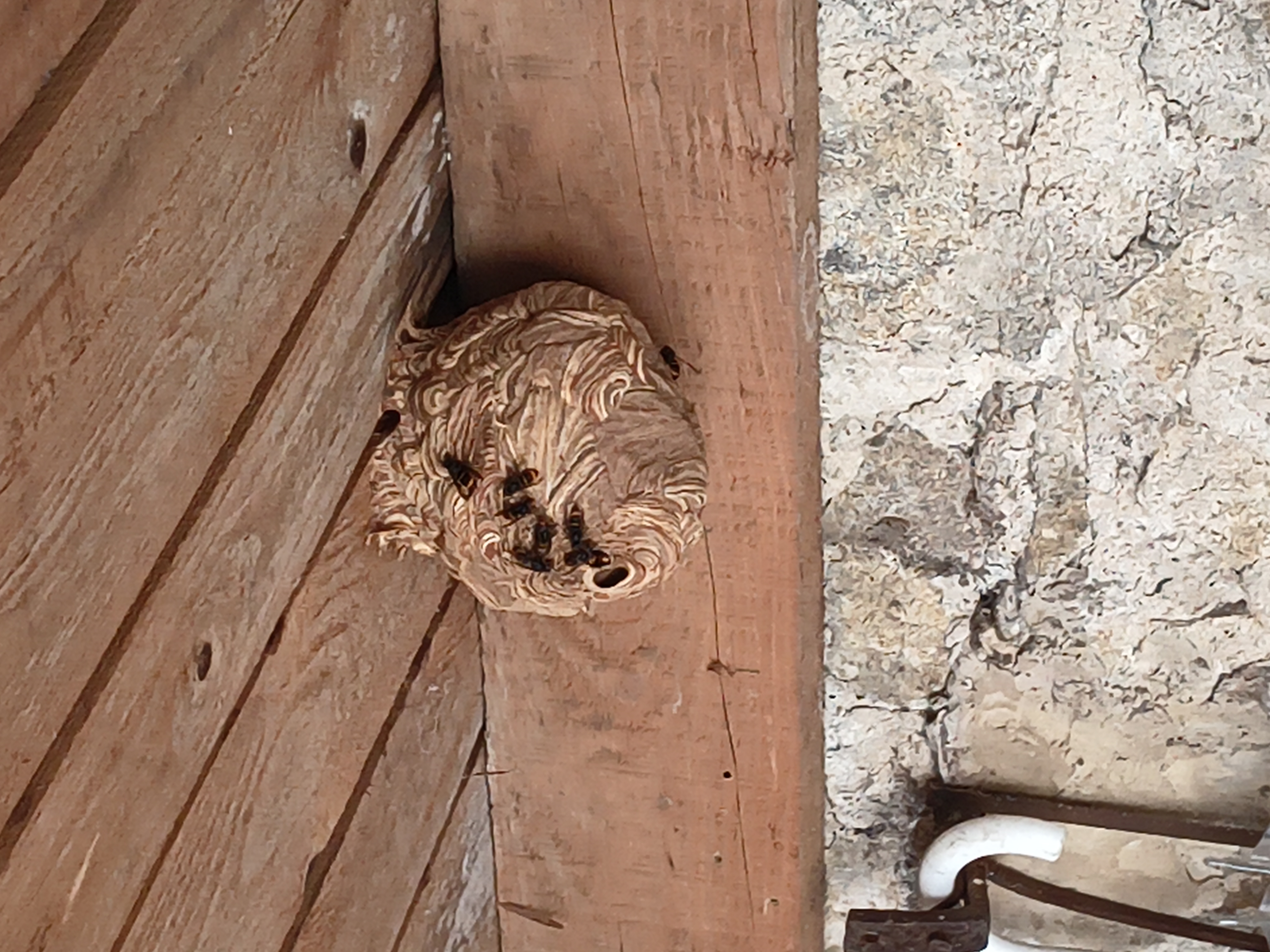 Nid de frelon asiatique à Boulieu-lès-Annonay (07) — SignalNids