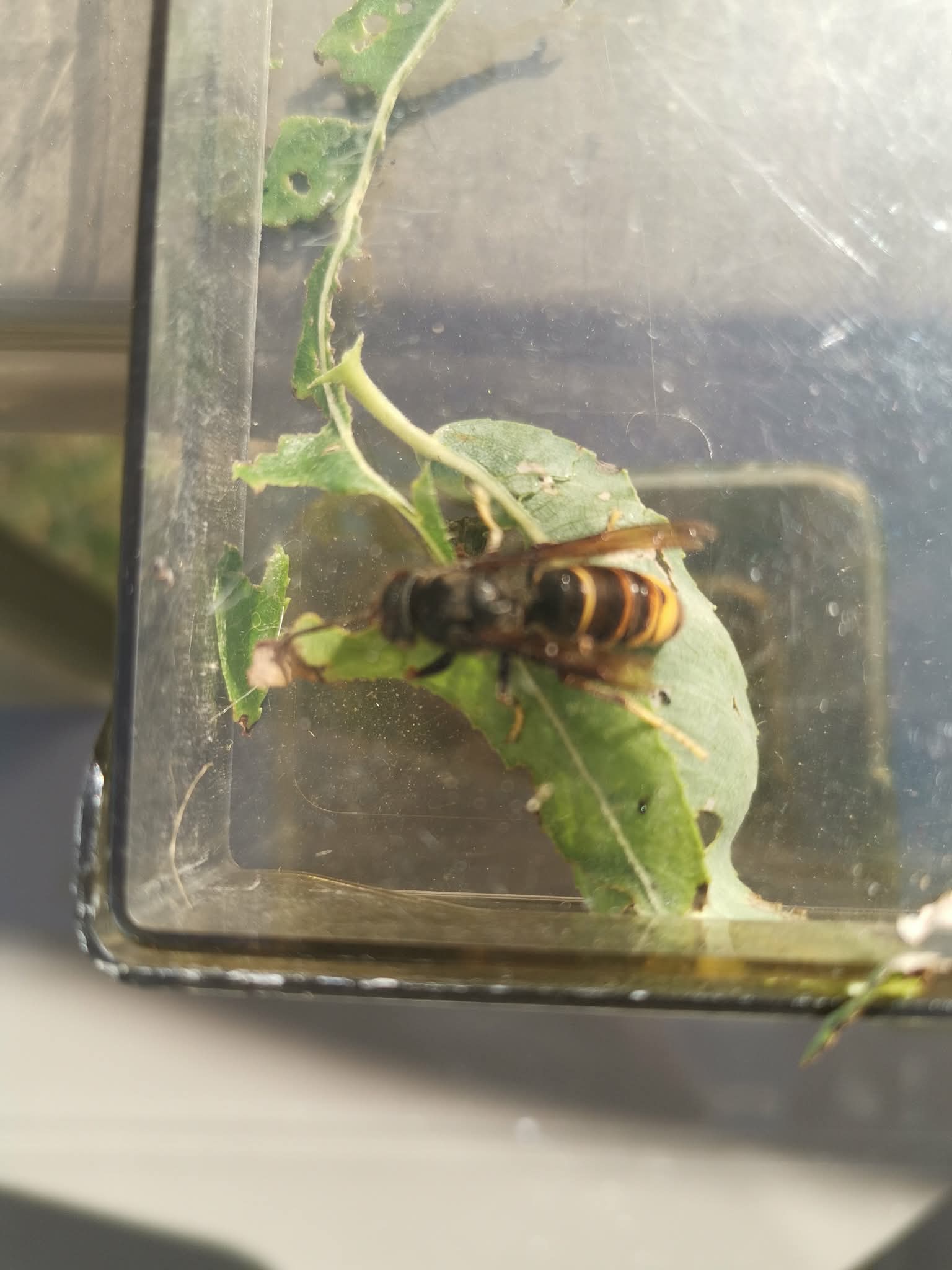 Nid de frelon asiatique à Le Croisic (44) — SignalNids