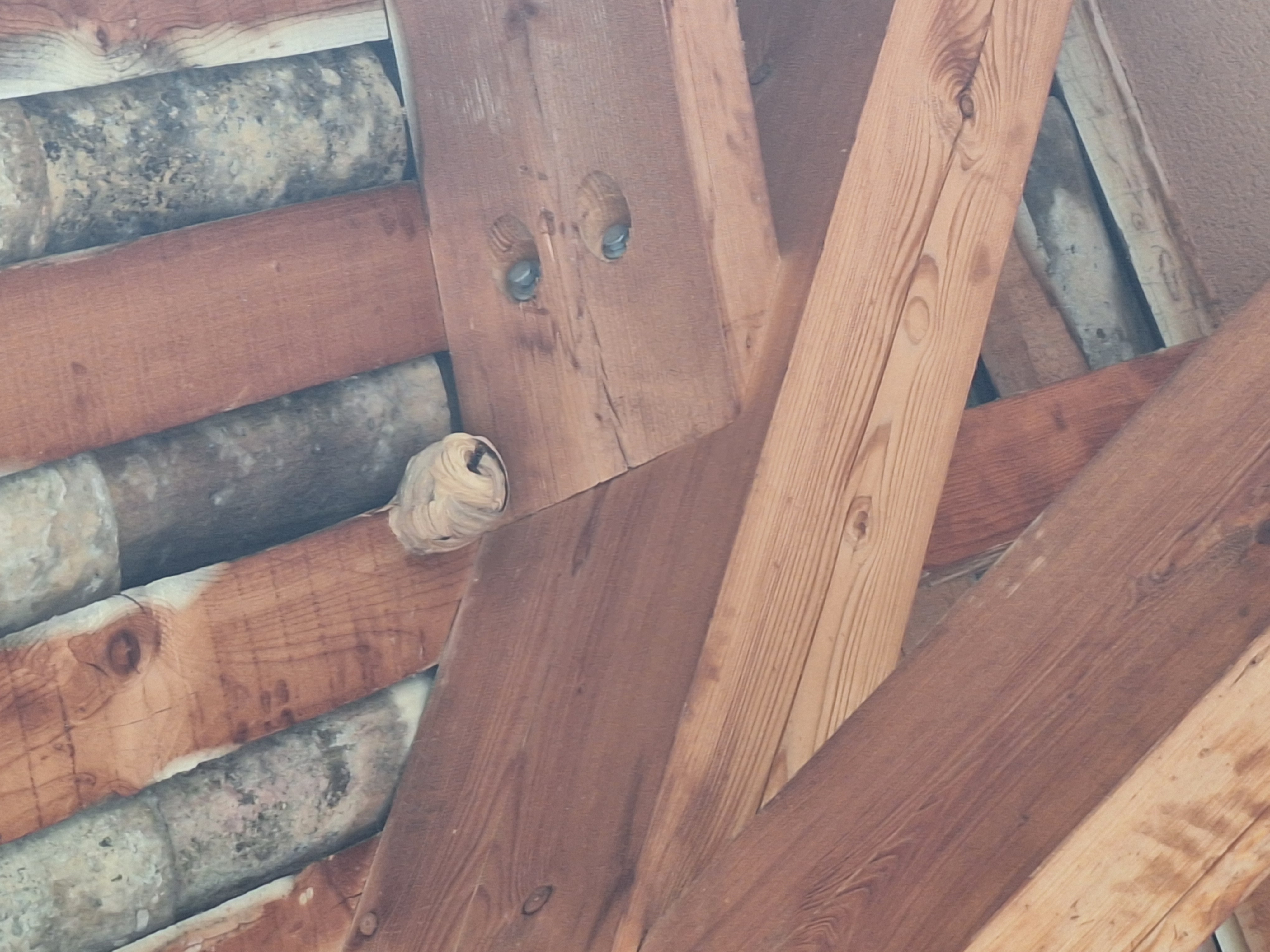Nid / nuisance à Propiac (26) — SignalNids