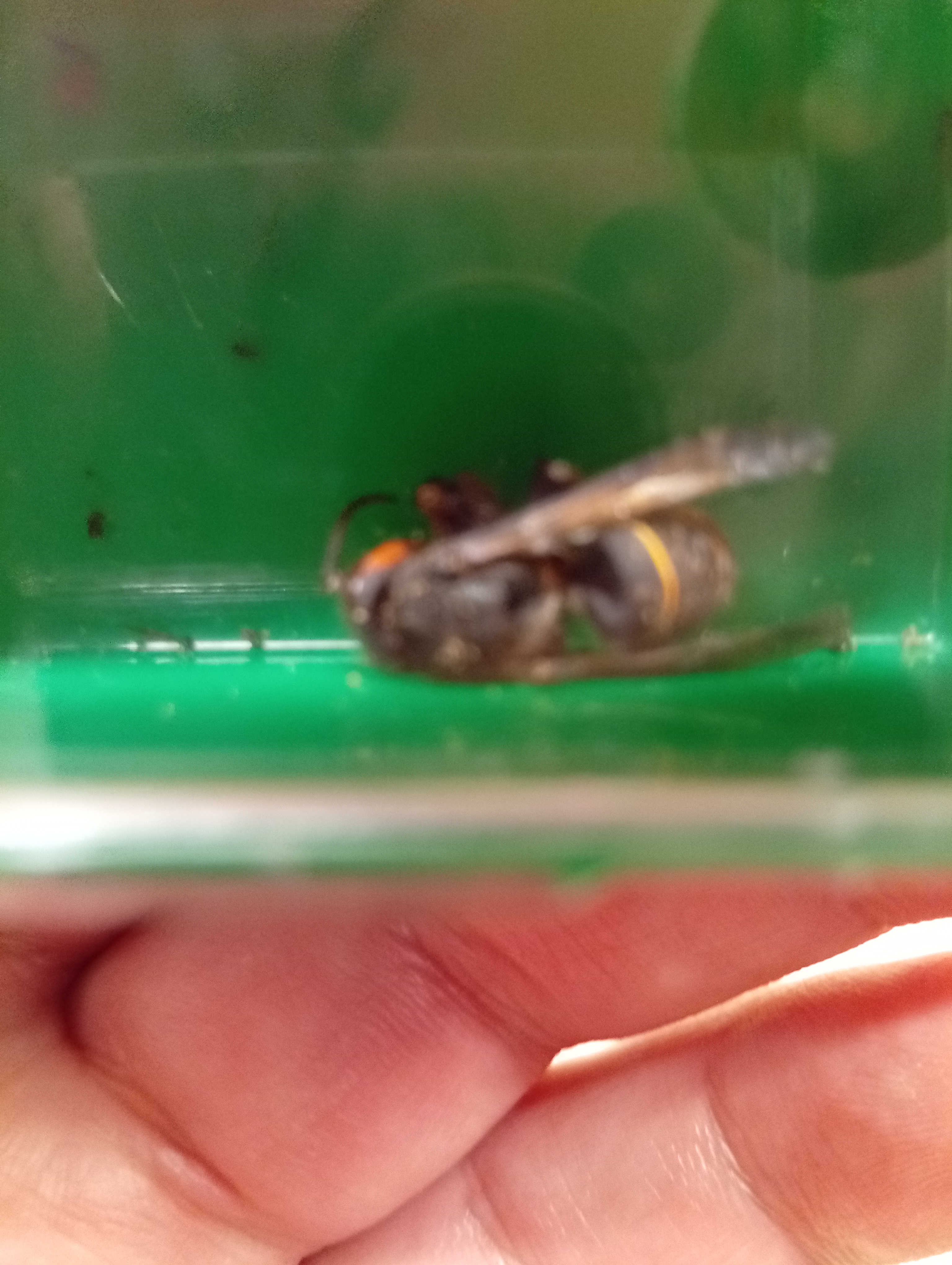 Nid de frelon asiatique à Morgat (29) — SignalNids