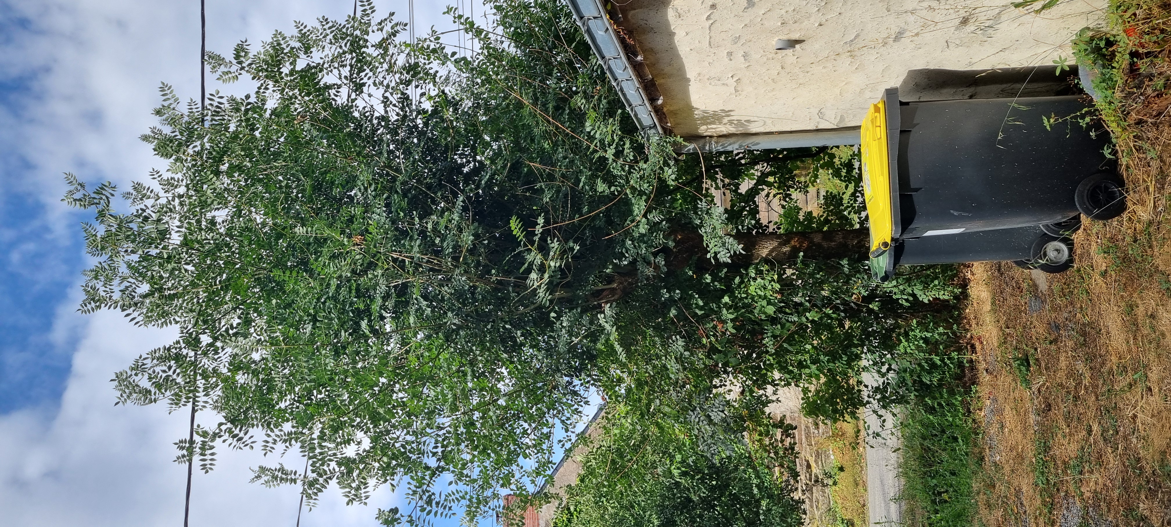 Nid de frelon asiatique à Quilly (44) — SignalNids