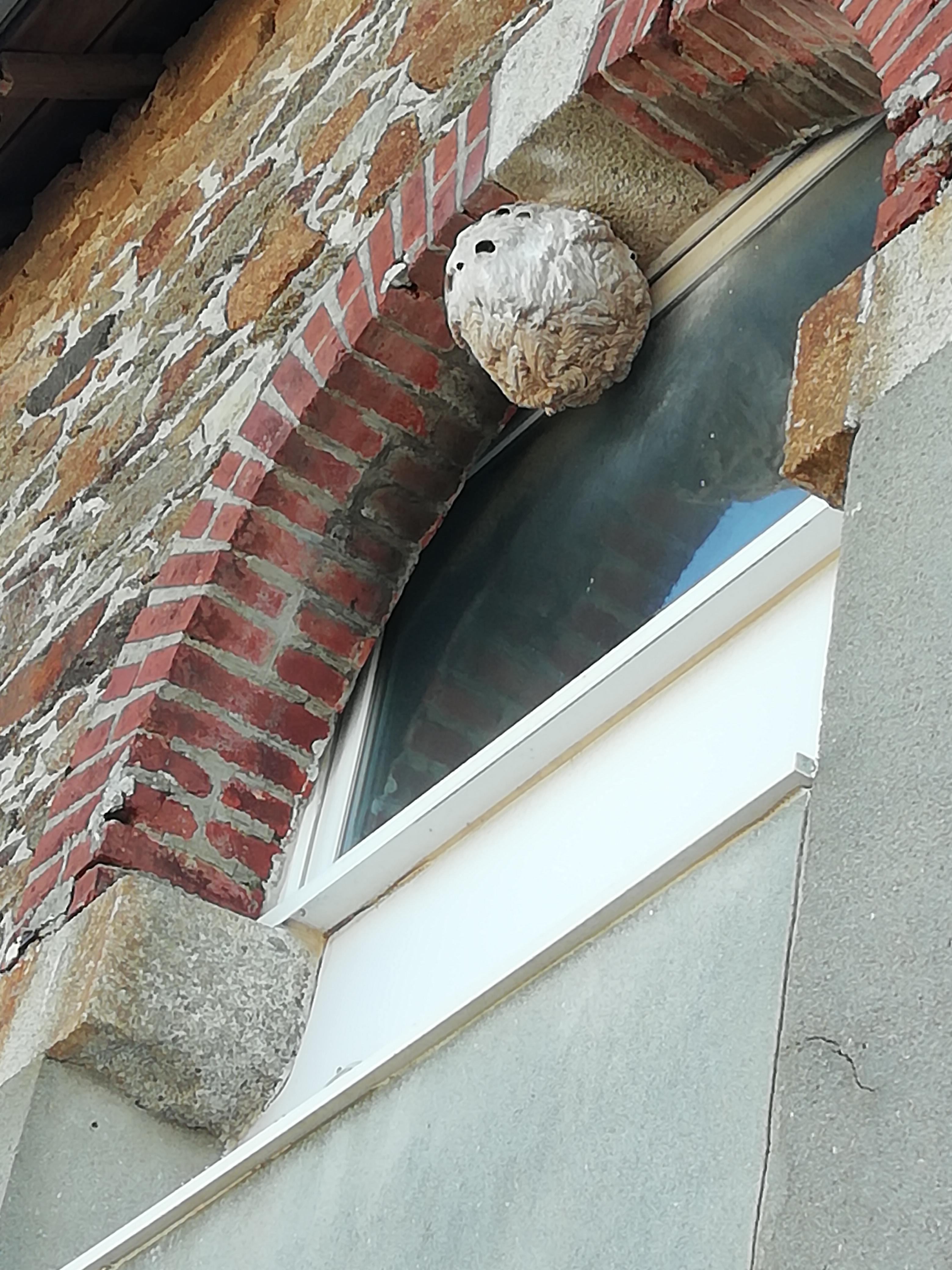 Nid / nuisance à Brest (29) — SignalNids