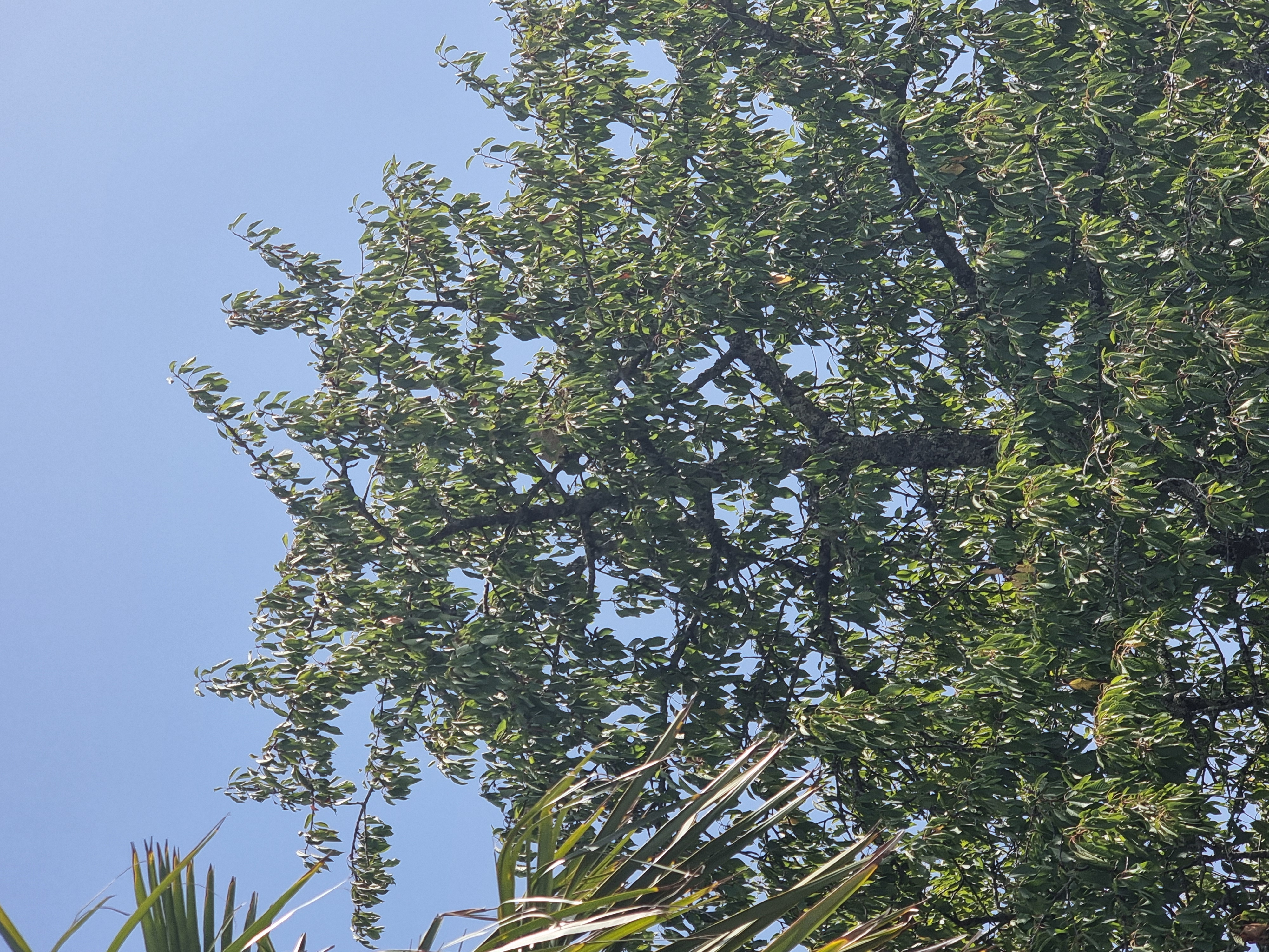 Nid de frelon asiatique à Saint-Léger (17) — SignalNids