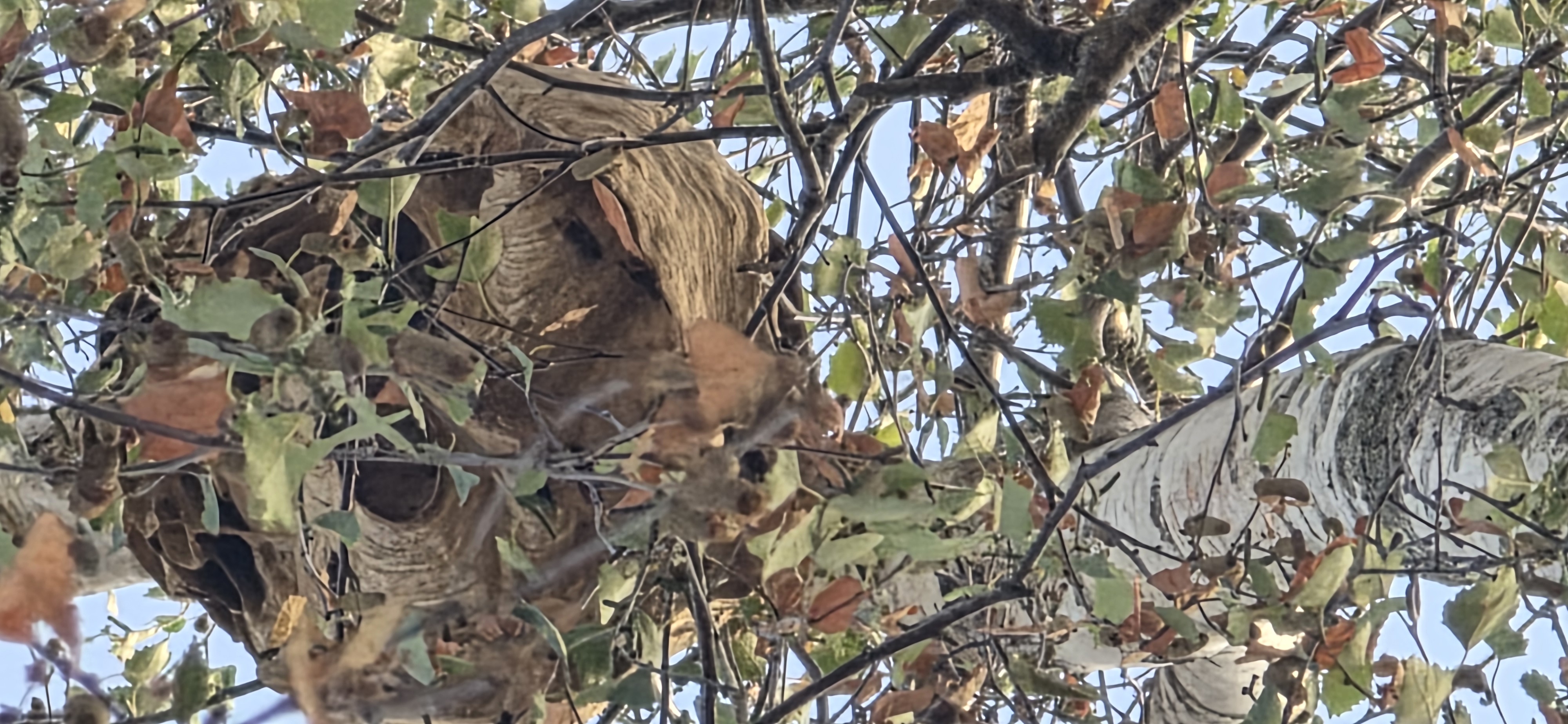 Nid de frelon asiatique à Fay-de-Bretagne (44) — SignalNids