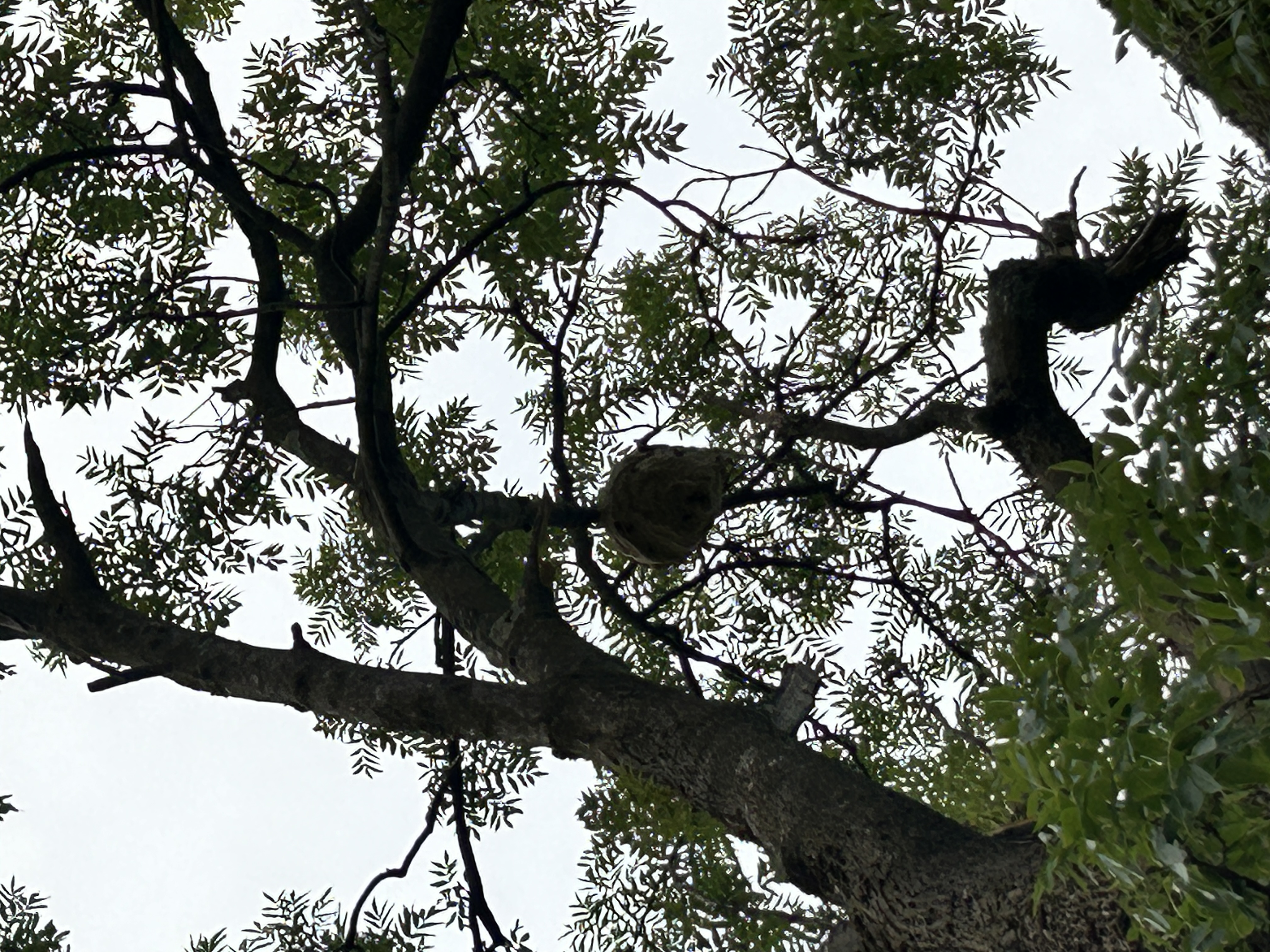 Nid de frelon asiatique à Saint-Jean-de-Moirans (38) — SignalNids