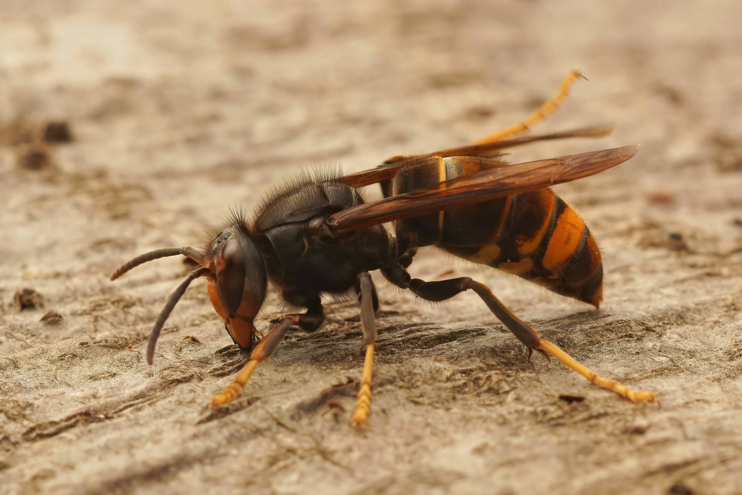 Nid de frelon asiatique à Les Abrets en Dauphiné (38) — SignalNids