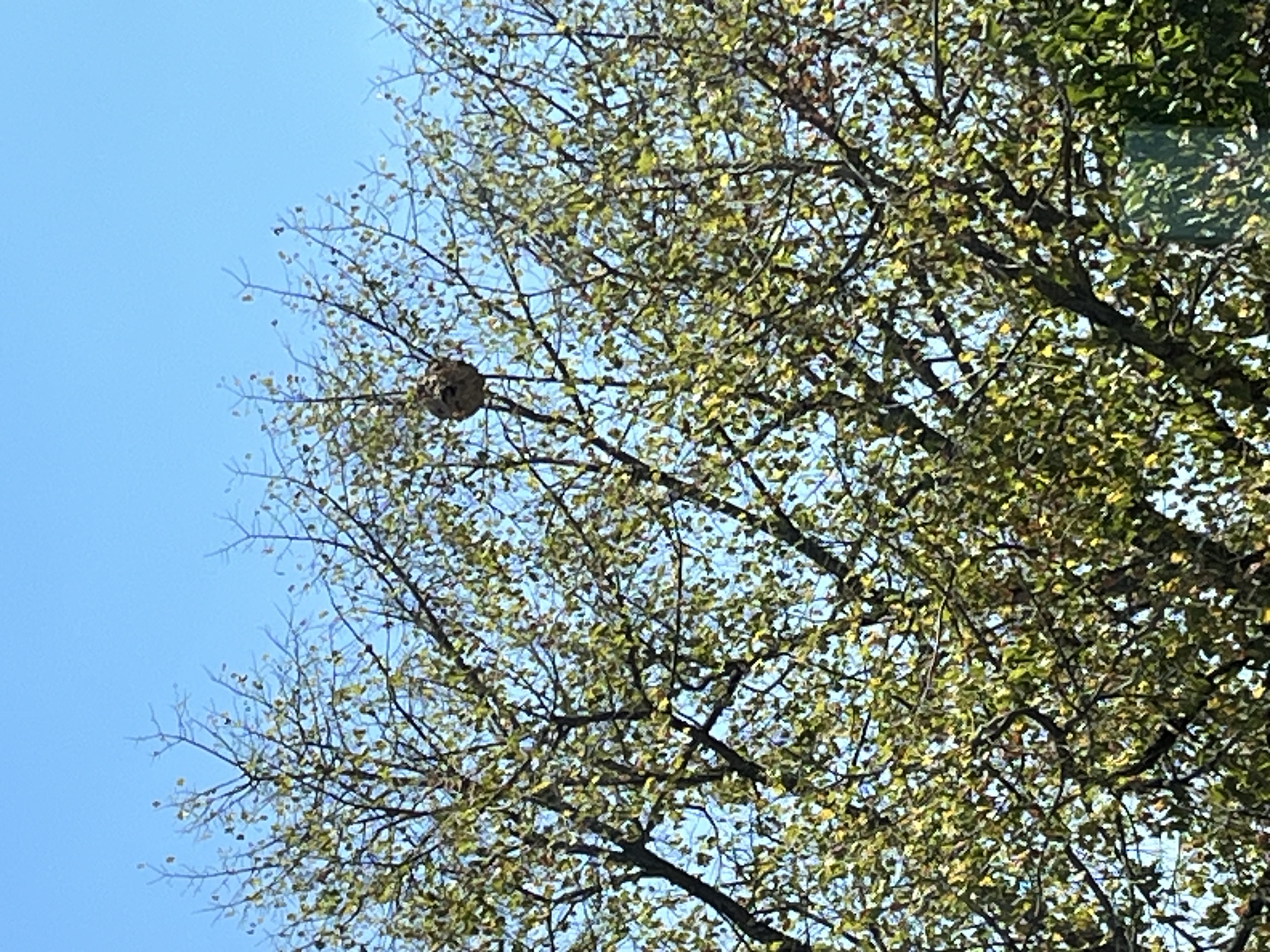 Nid / nuisance à Montigny-lès-Metz (57) — SignalNids