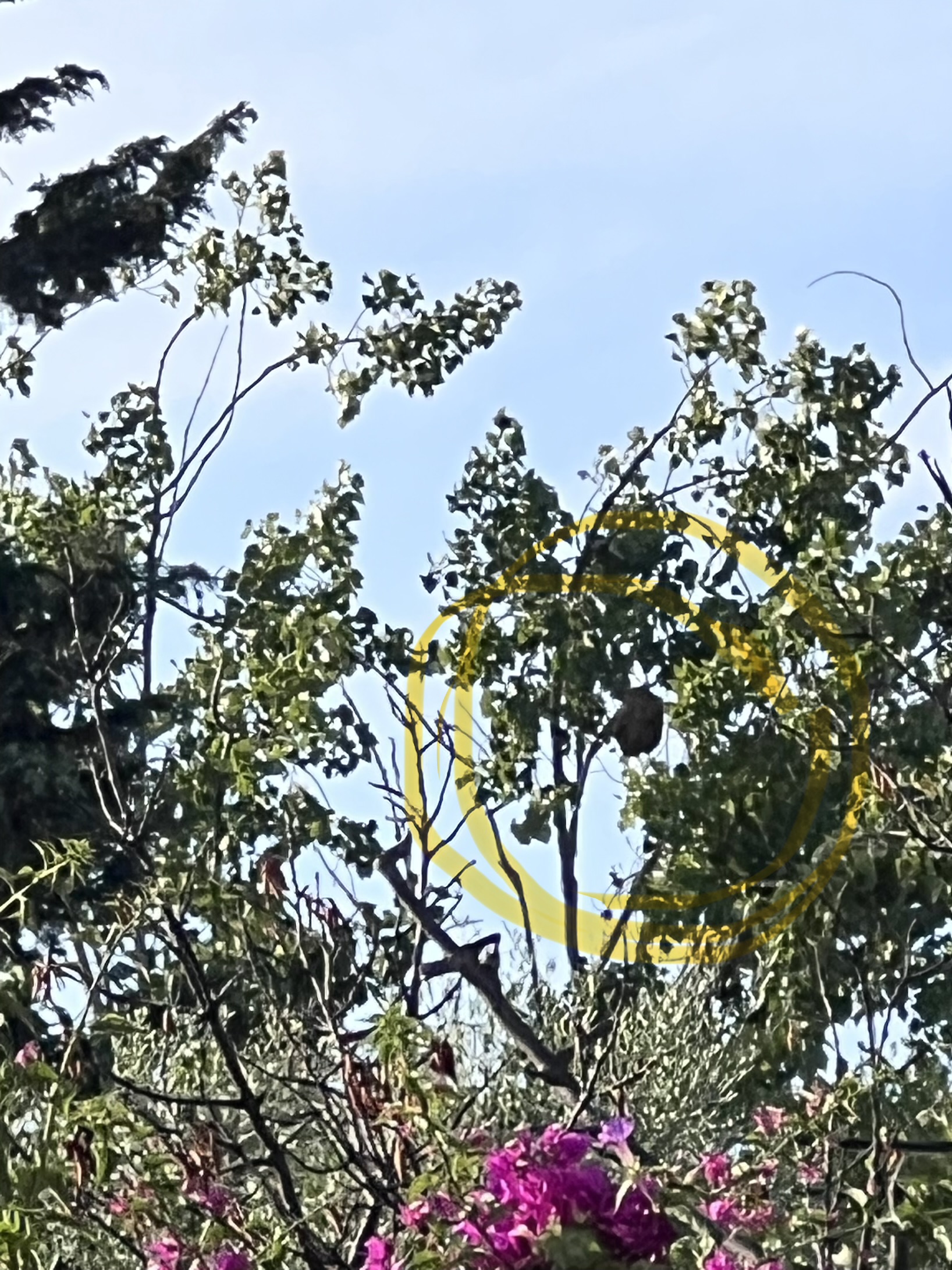 Nid / nuisance à La Ciotat (13) — SignalNids