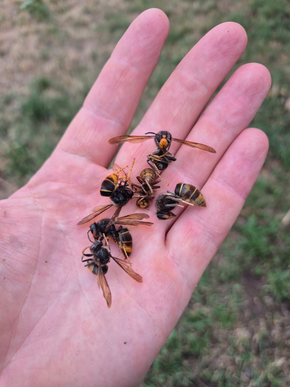 Nid de frelon asiatique à Bischoffsheim (67) — SignalNids