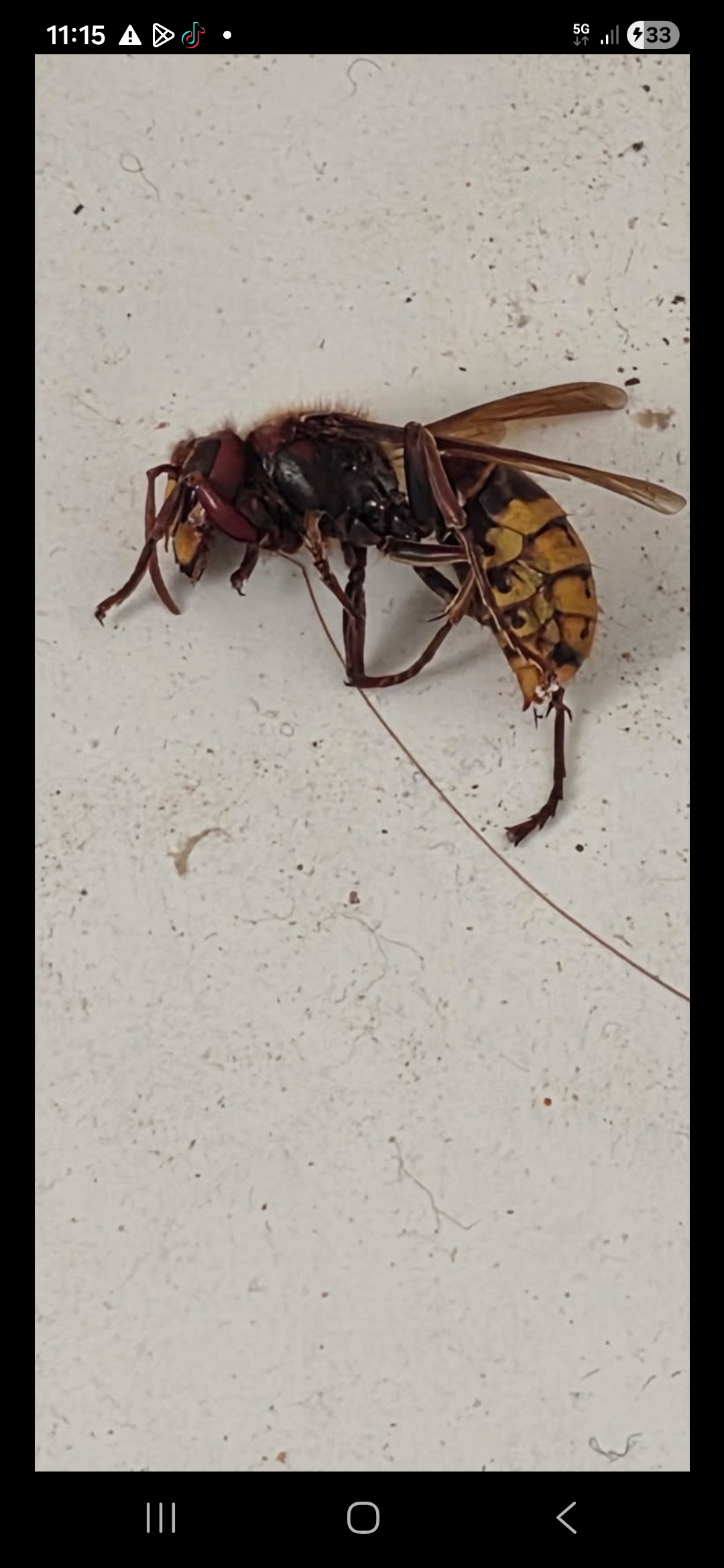 Nid de frelon asiatique à Le Beausset (83) — SignalNids