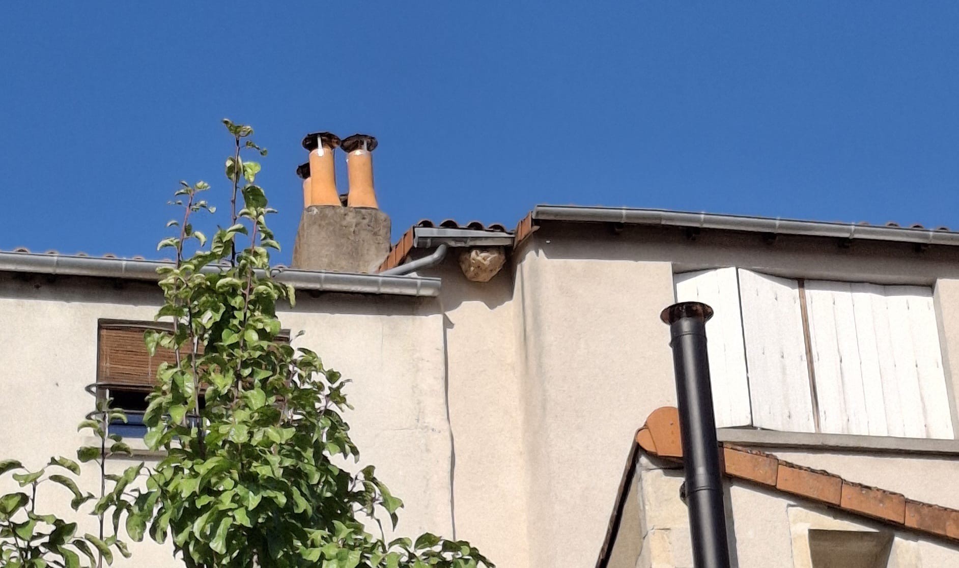 Nid de frelon asiatique à Poitiers (86) — SignalNids