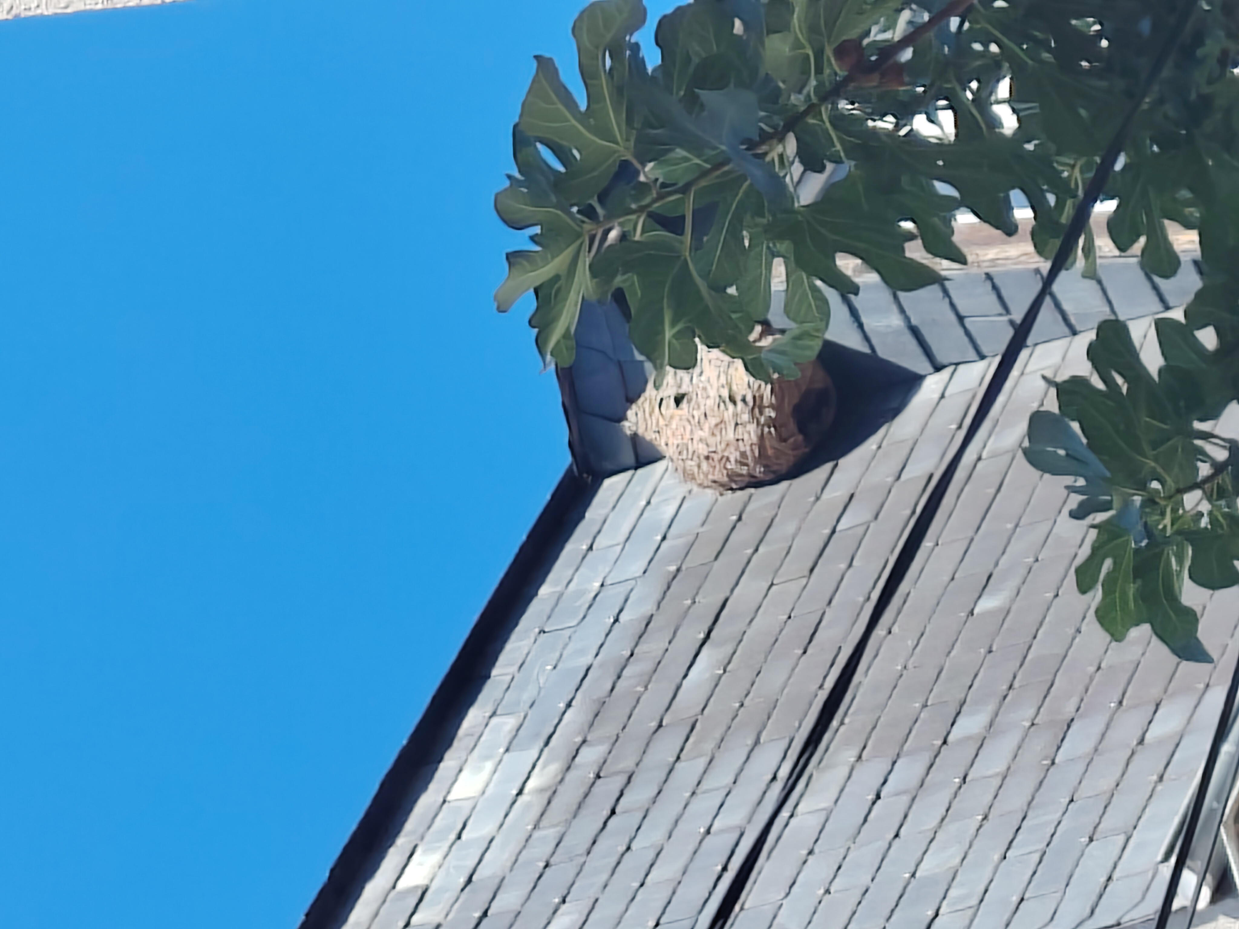 Nid / nuisance à Saint-Ouen-sur-Seine (93) — SignalNids