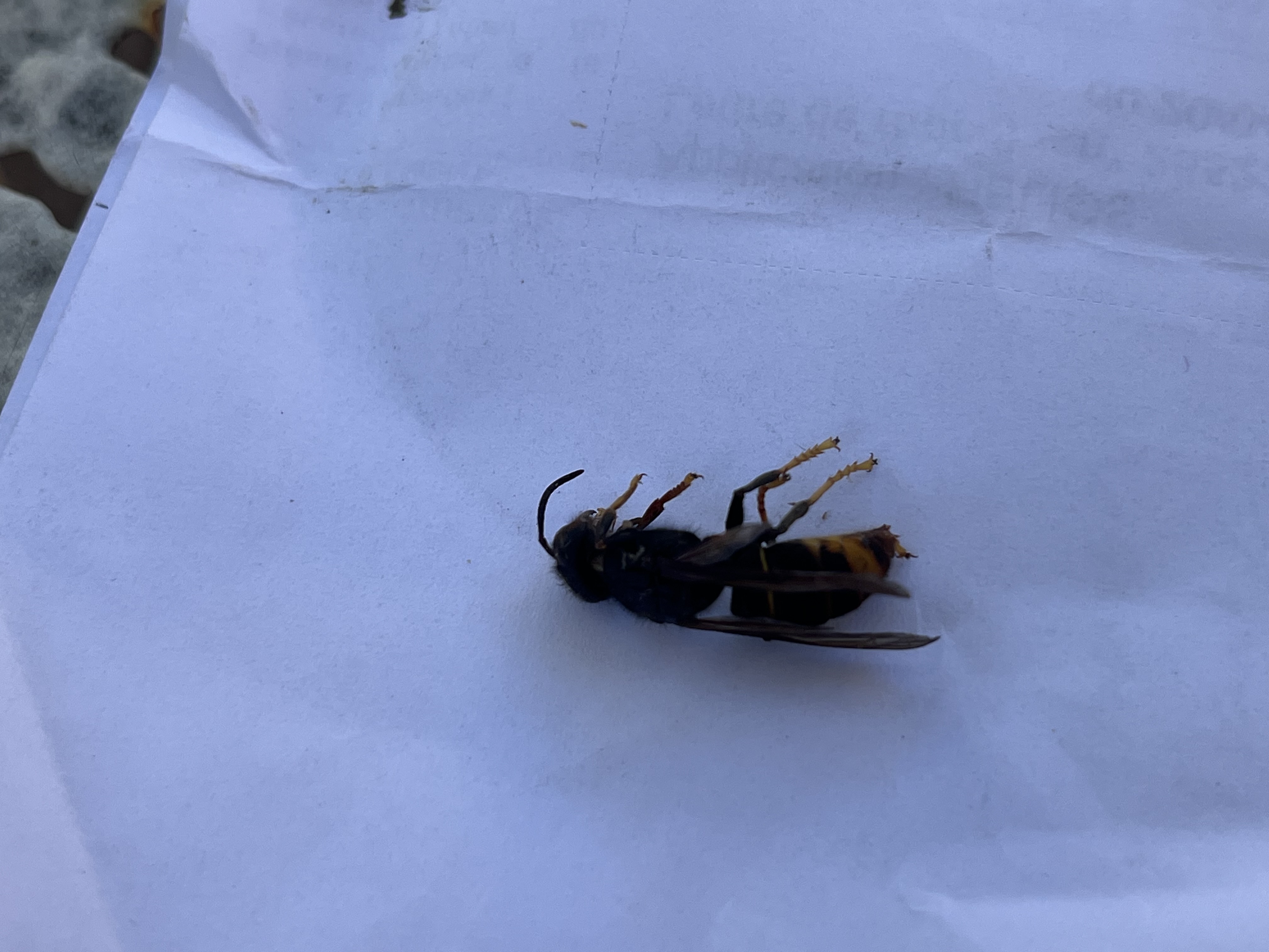 Nid de frelon asiatique à Chaville (92) — SignalNids