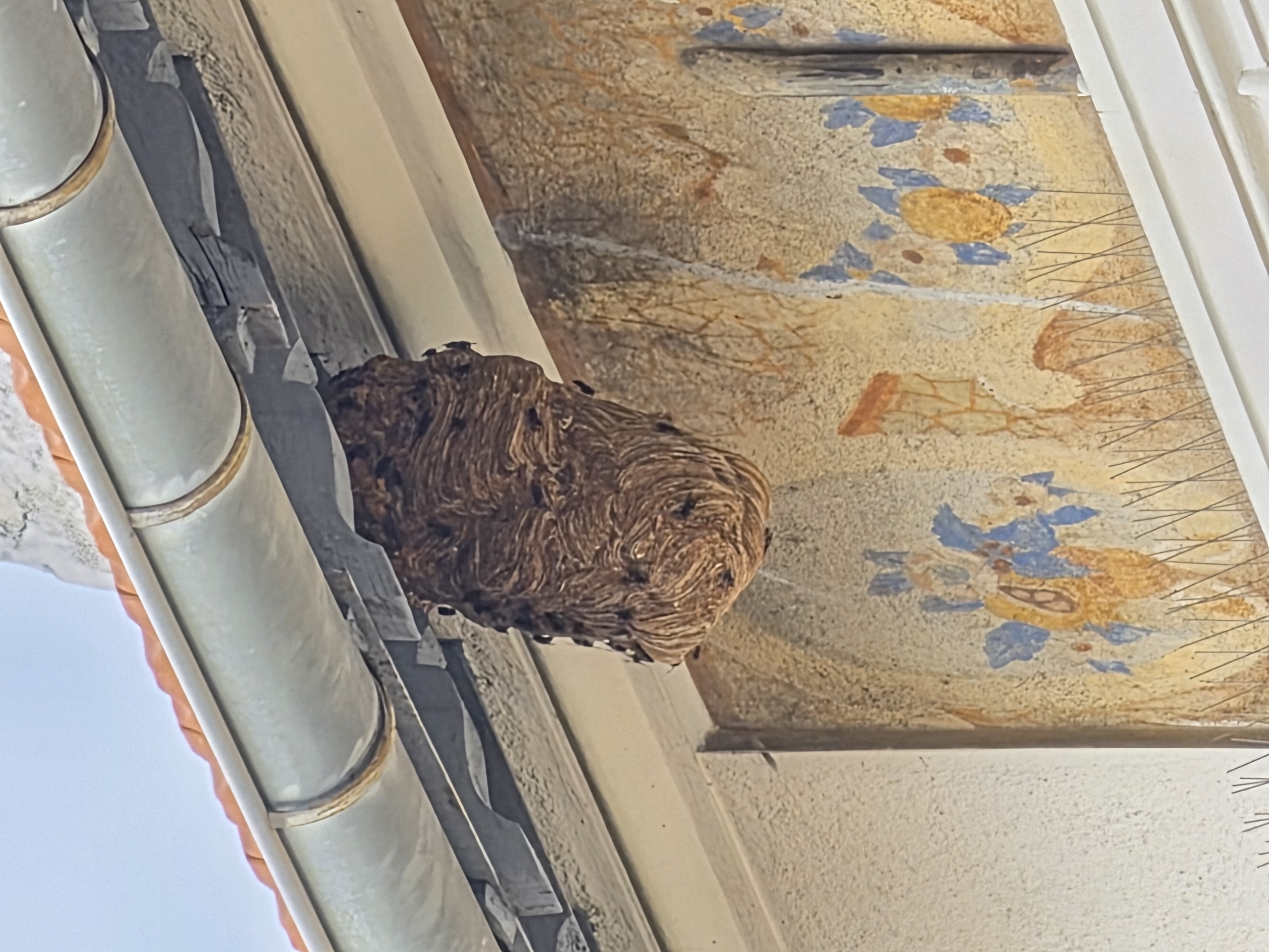 Nid de frelon asiatique à Cannes (06) — SignalNids