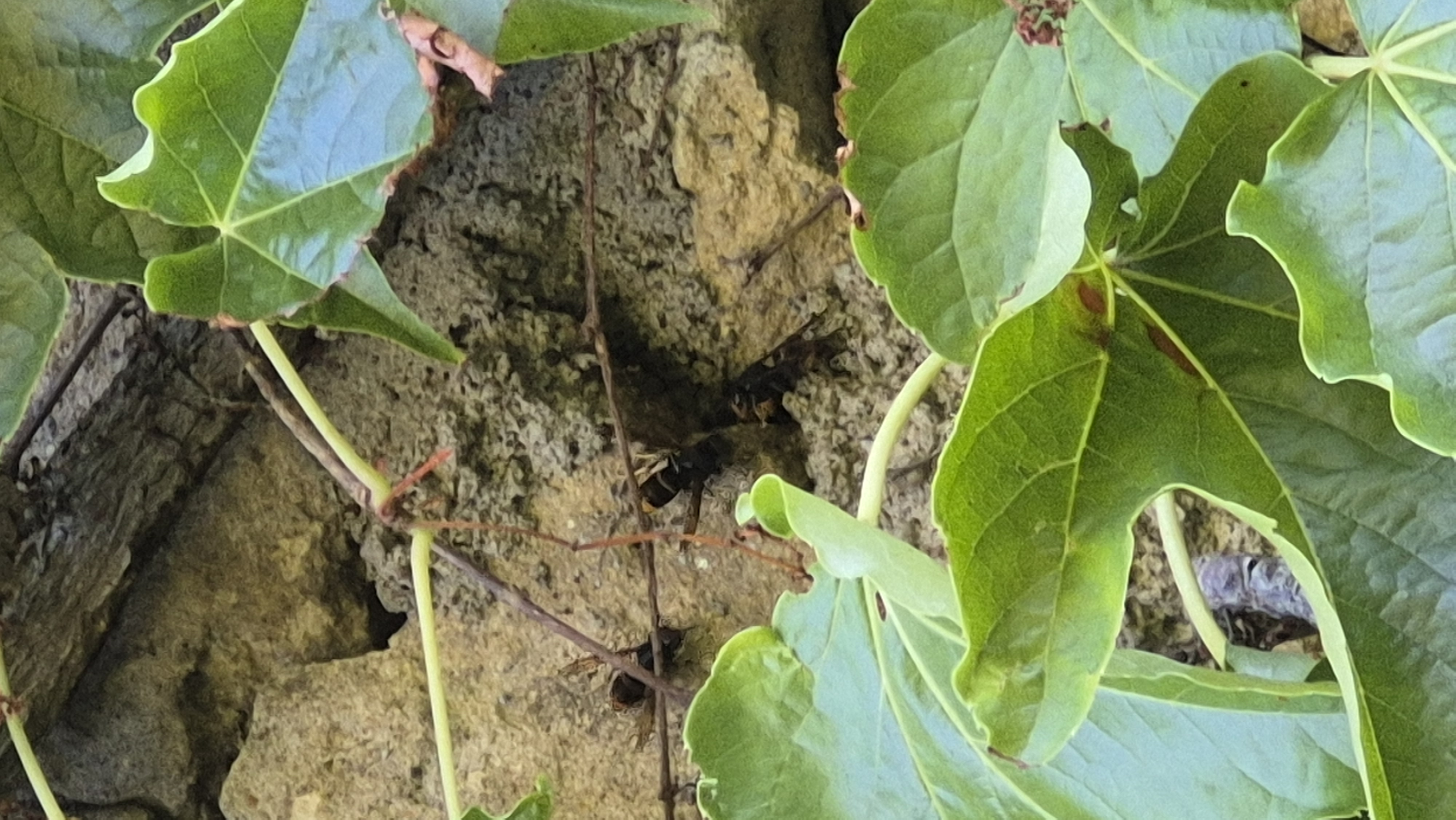 Nid de frelon asiatique à Liverdun (54) — SignalNids