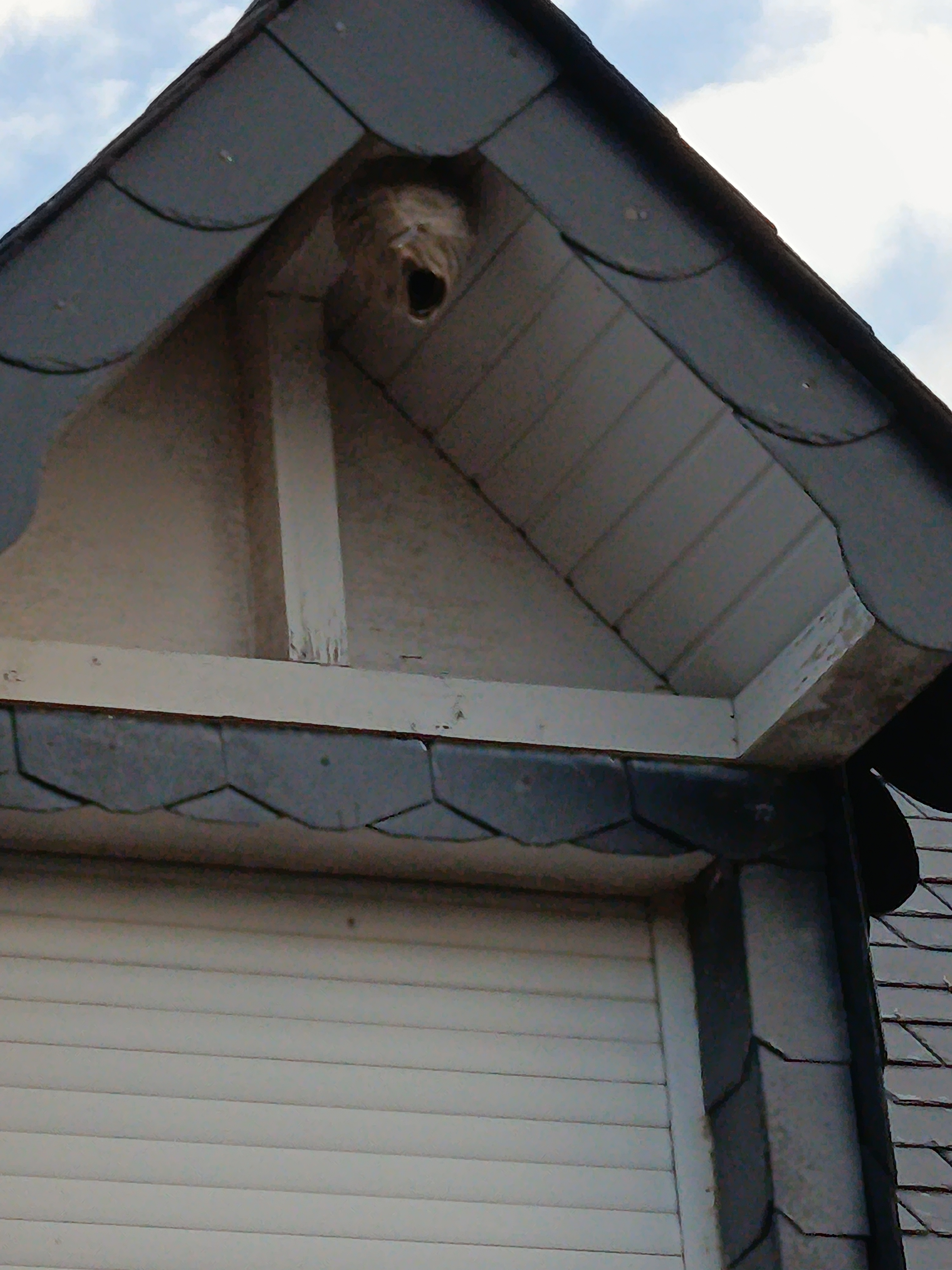 Nid / nuisance à Vire Normandie (14) — SignalNids
