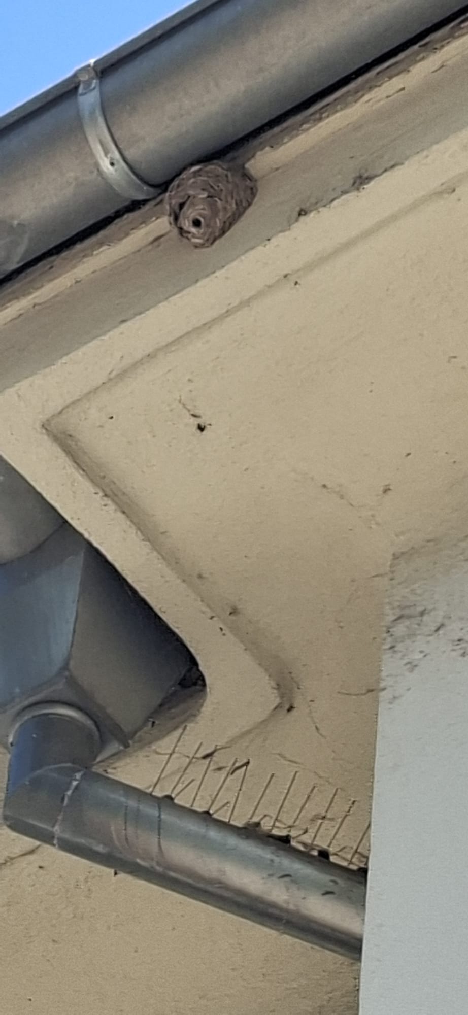 Nid / nuisance à Strasbourg (67) — SignalNids