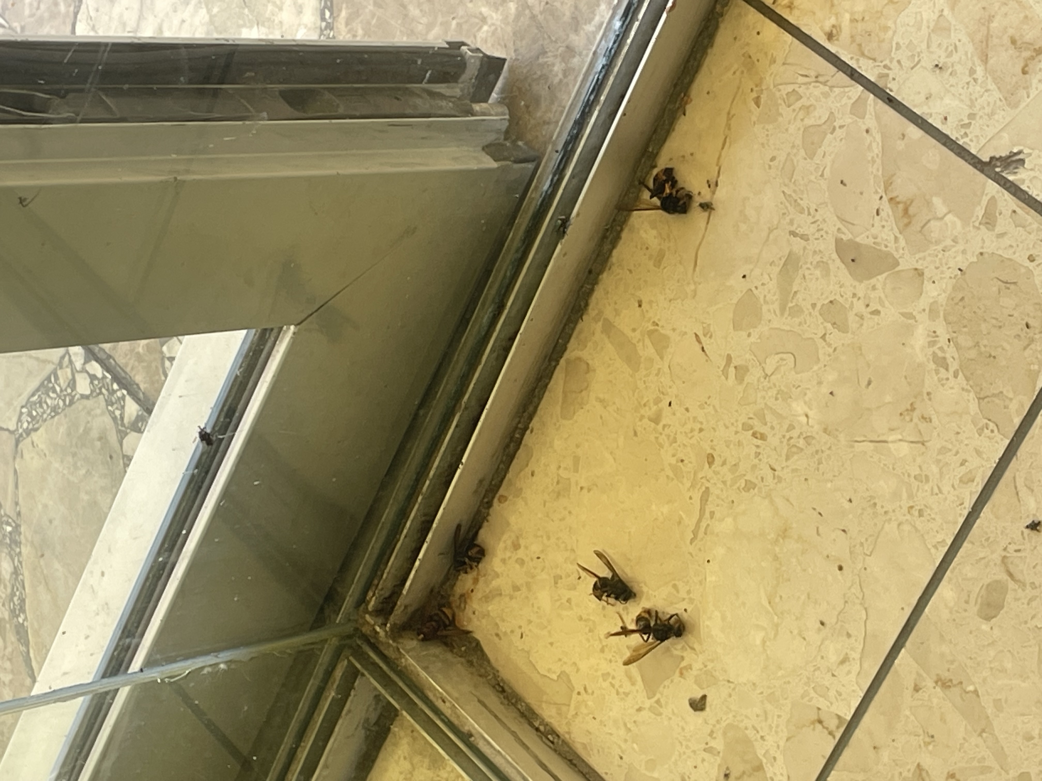 Nid de frelon asiatique à Quimper (29) — SignalNids