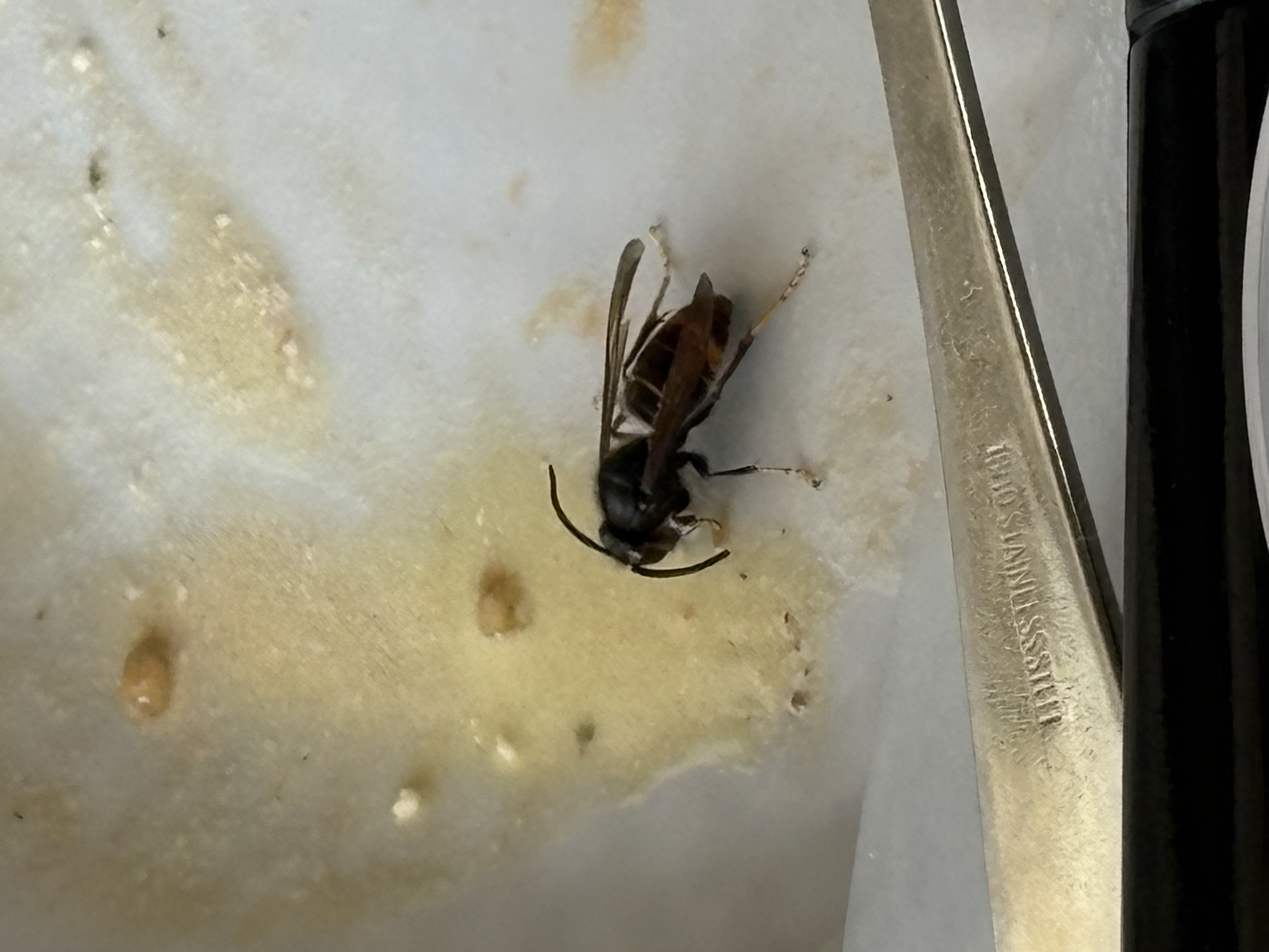 Nid de frelon asiatique à Châteauneuf-de-Galaure (26) — SignalNids