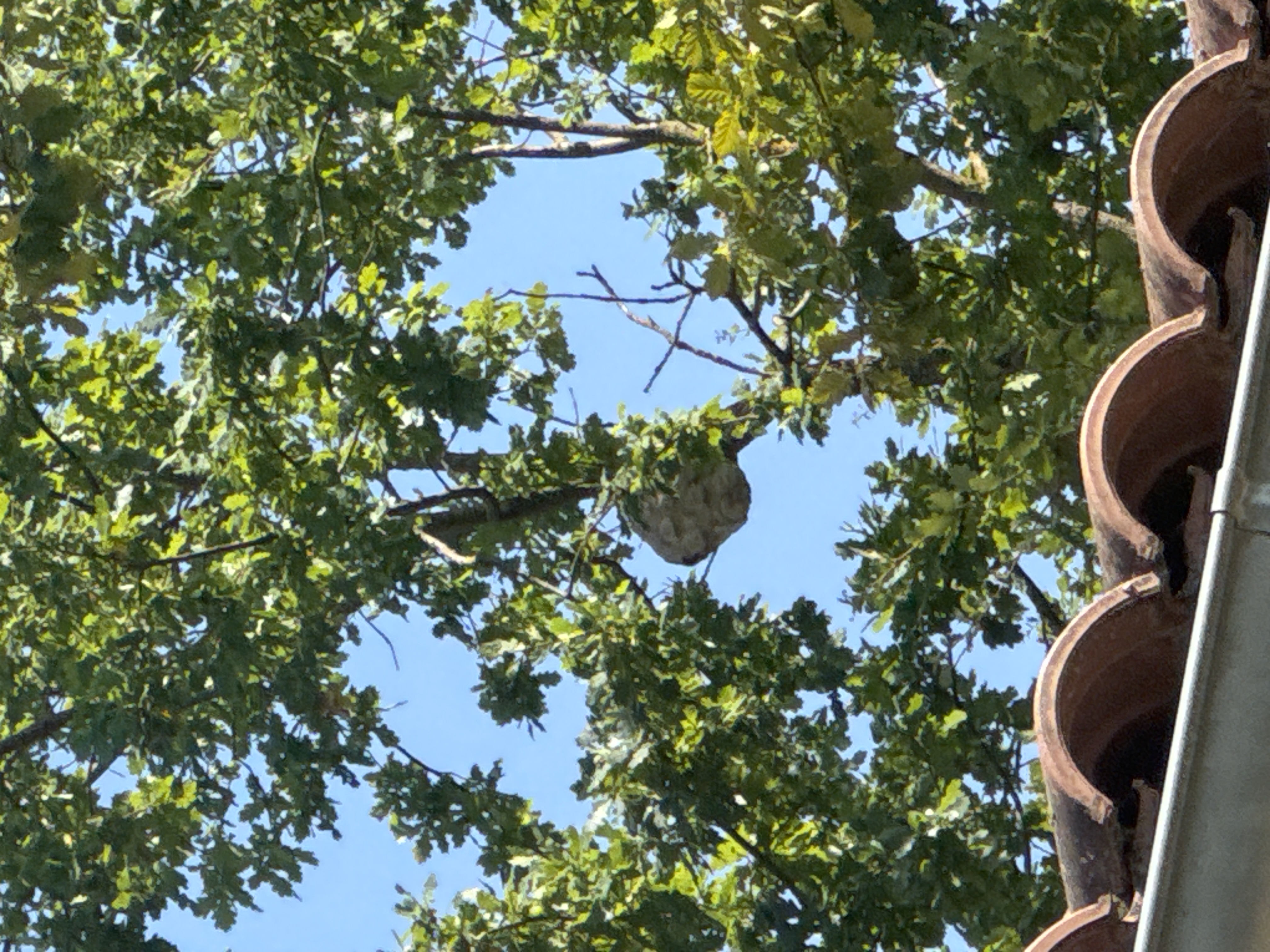Nid de frelon asiatique à Gaillac (81) — SignalNids