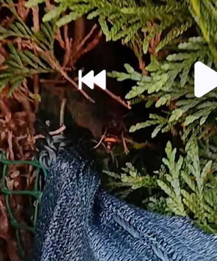 Nid de frelon asiatique à Hirson (02) — SignalNids