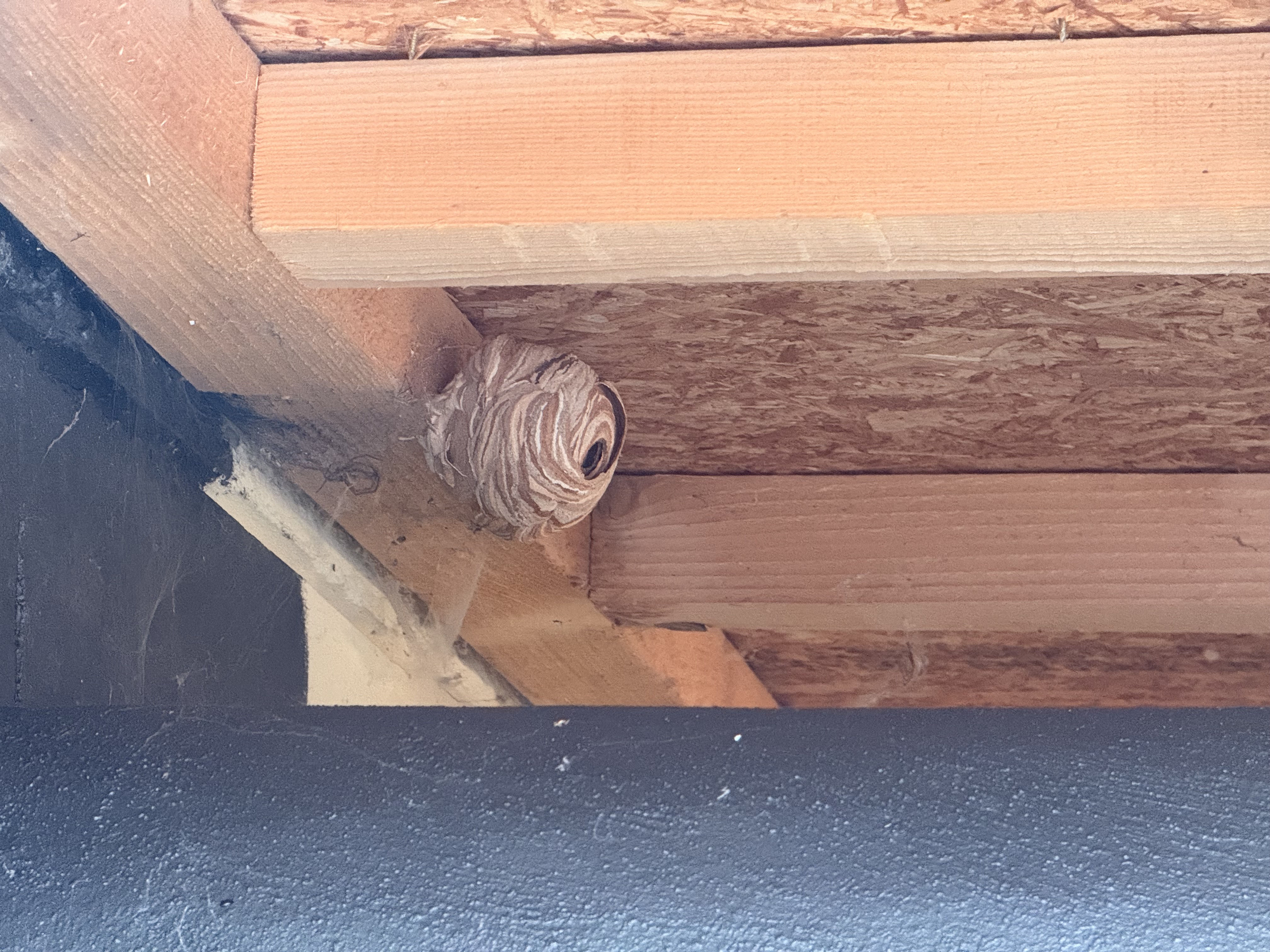 Nid de frelon asiatique à Marsilly (57) — SignalNids