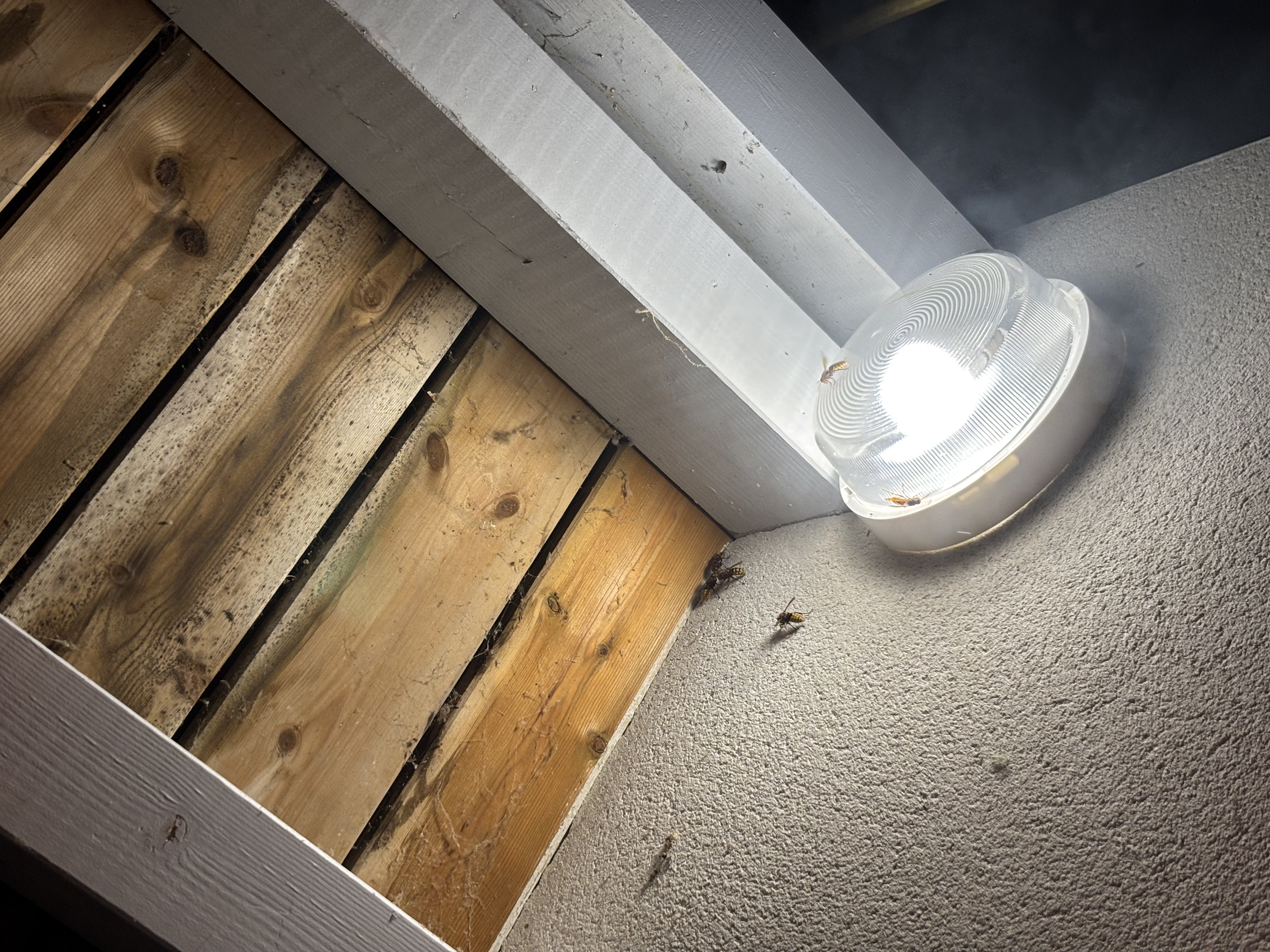 Nid de frelon asiatique à Saint-Avit (40) — SignalNids