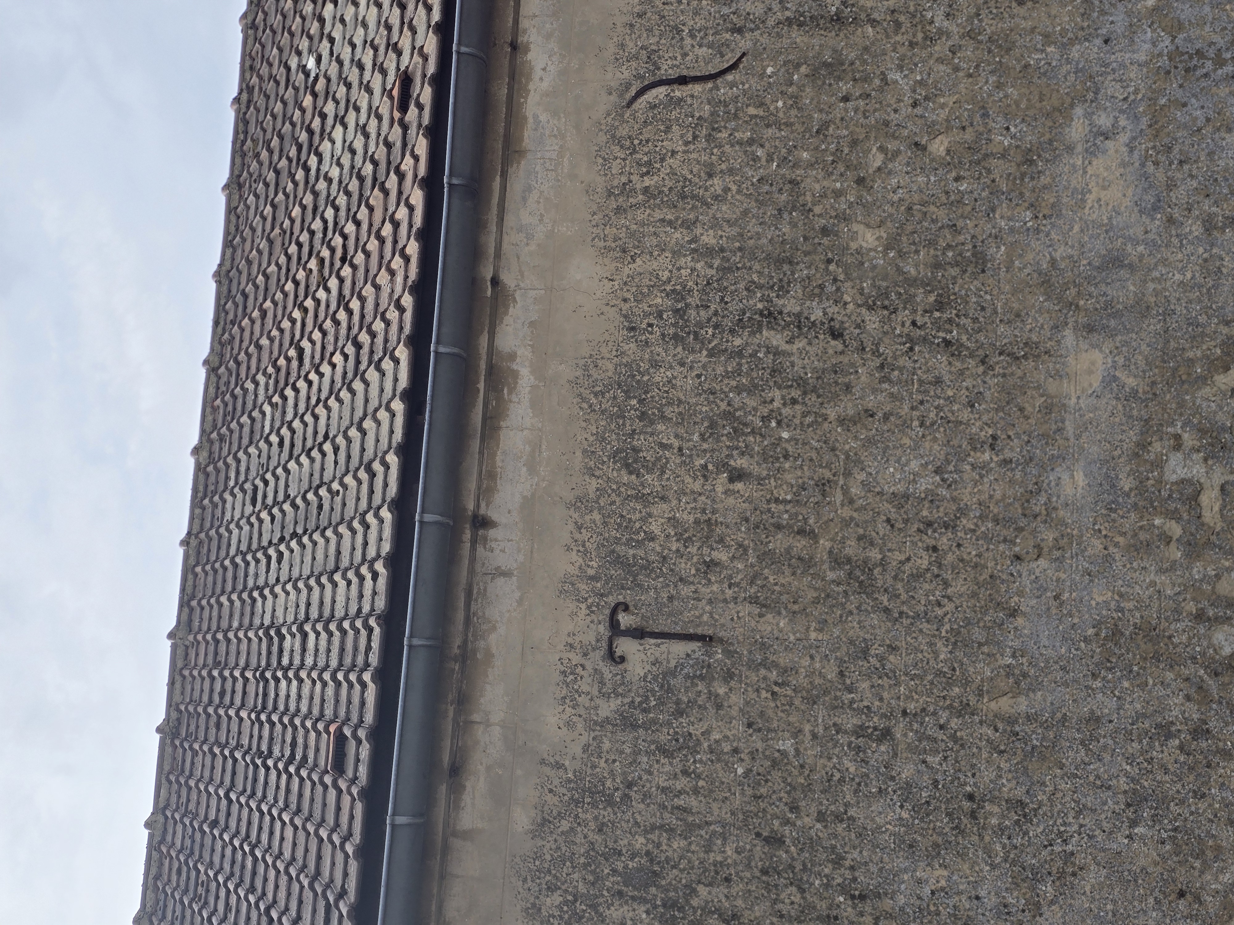 Nid de frelon asiatique à Anneux (59) — SignalNids