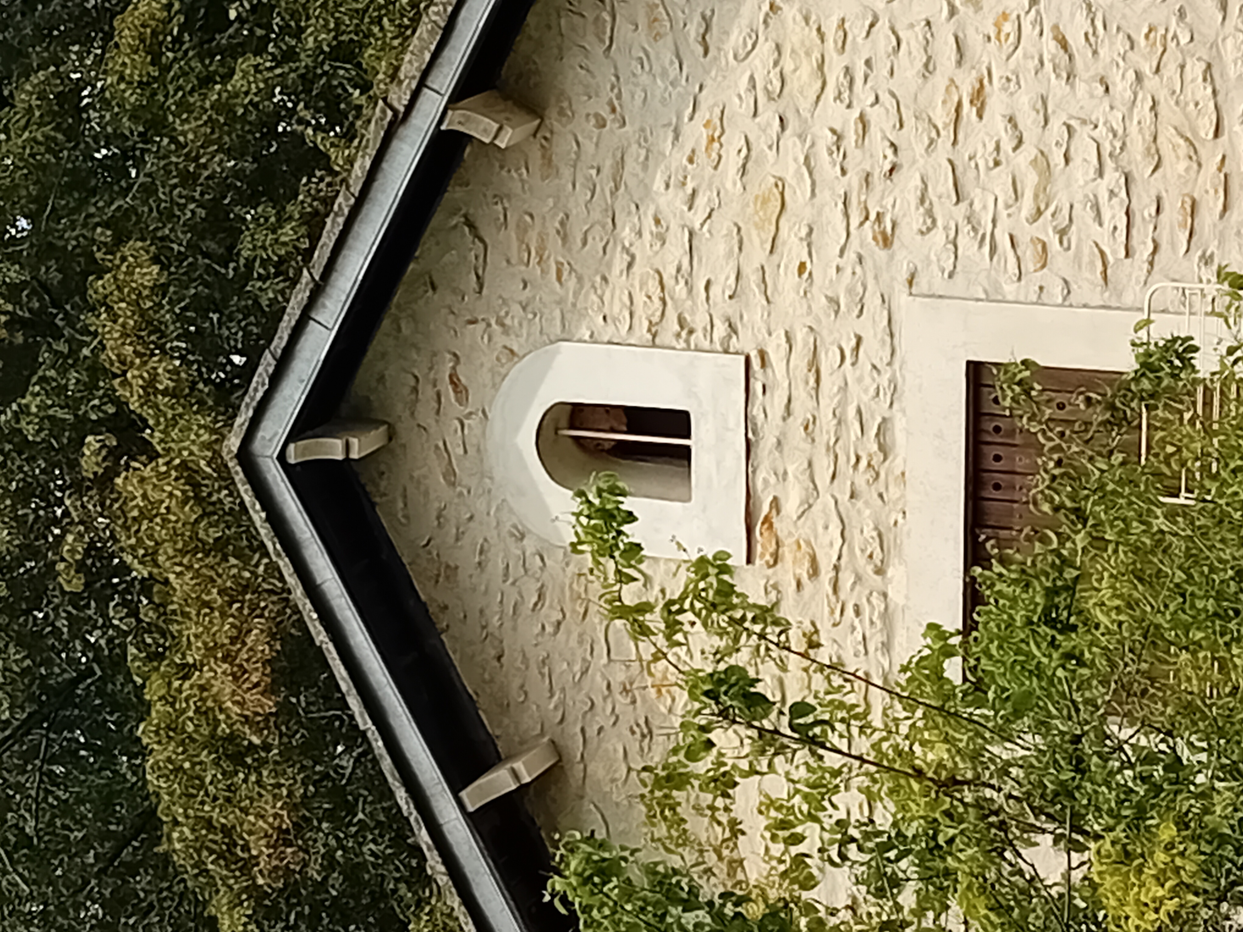 Nid de frelon asiatique à Périgueux (24) — SignalNids