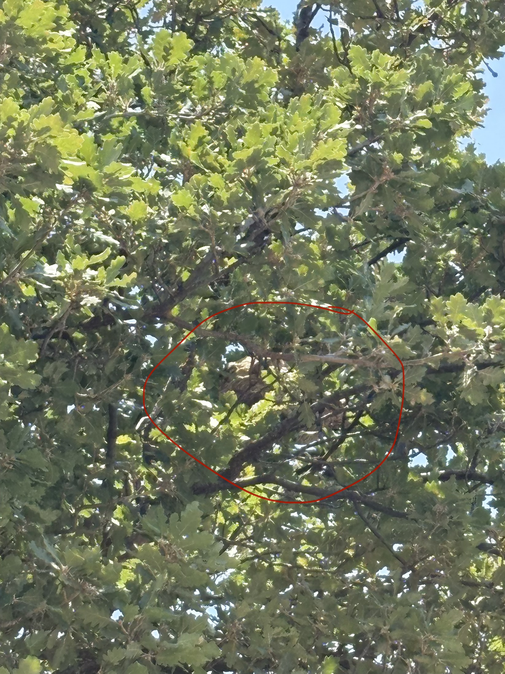 Nid de frelon asiatique à Nice (06) — SignalNids