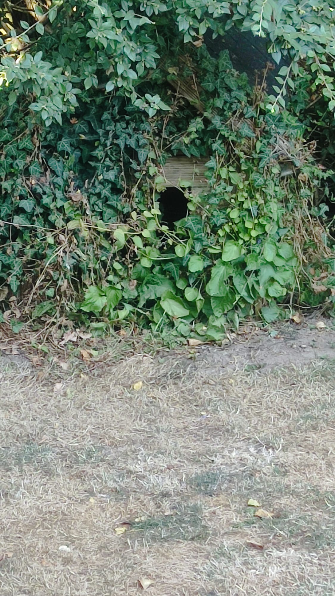 Nid / nuisance à Cherbourg-en-Cotentin (50) — SignalNids
