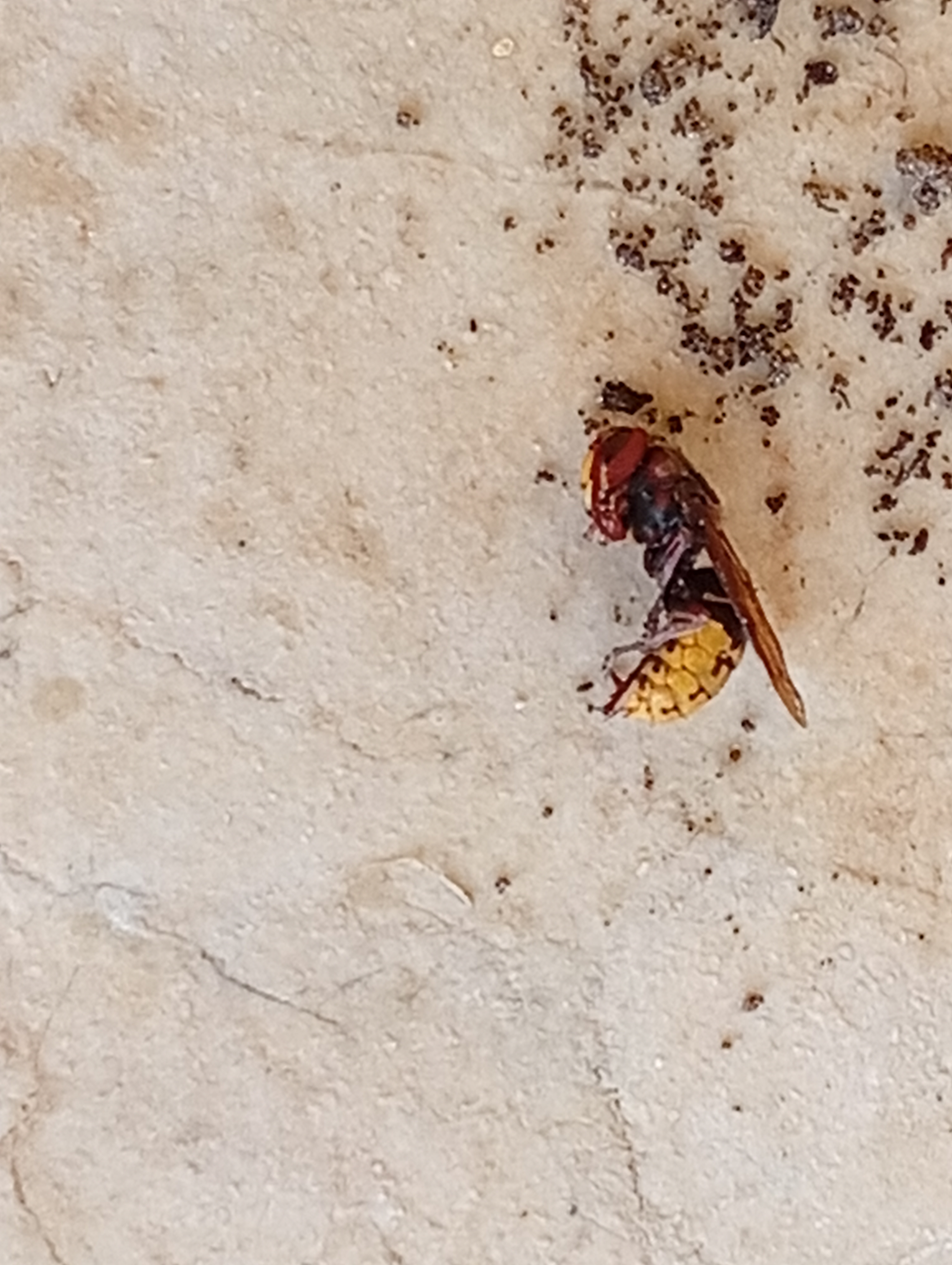 Nid / nuisance à Bey (01) — SignalNids