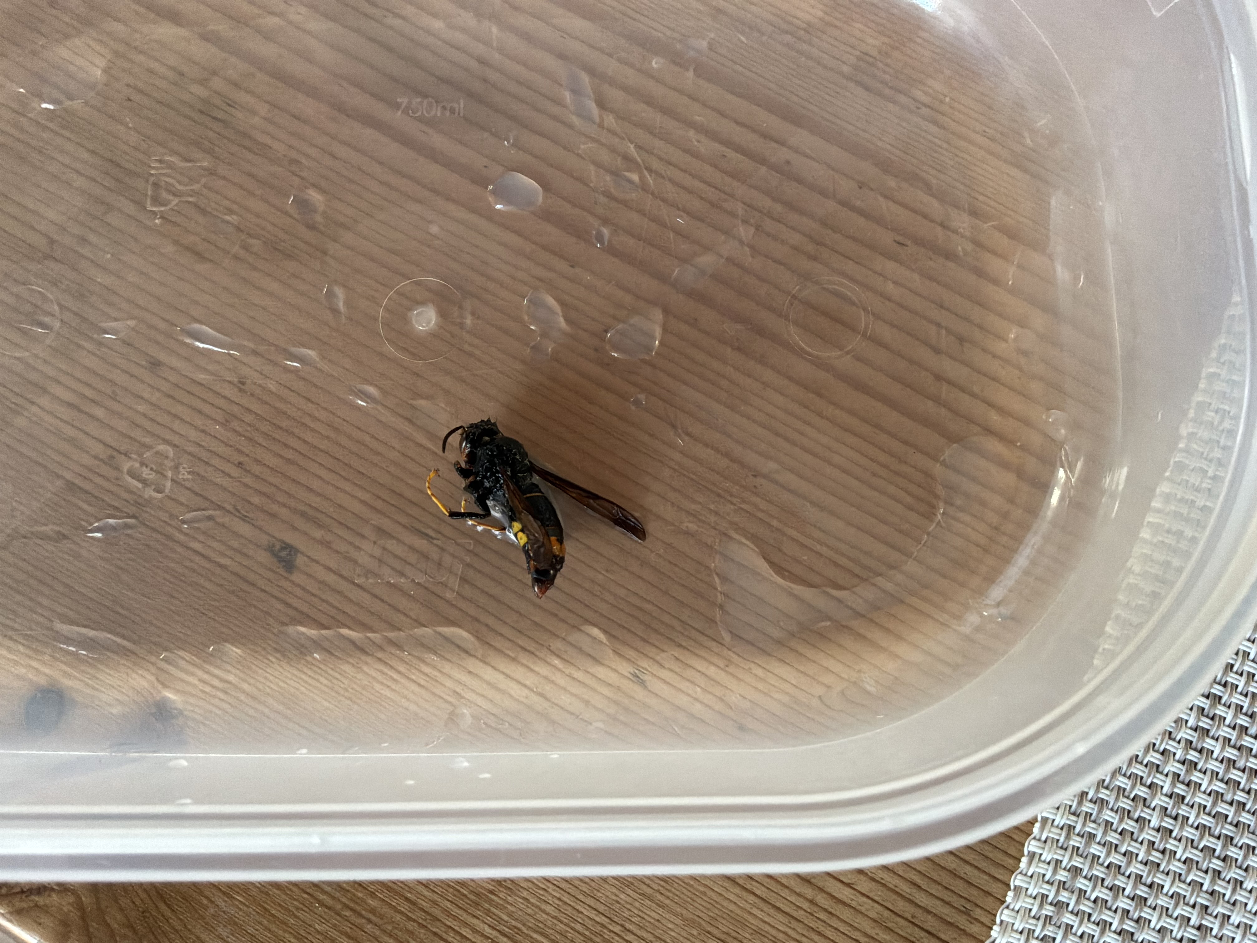 Nid de frelon asiatique à L'Île-d'Yeu (85) — SignalNids