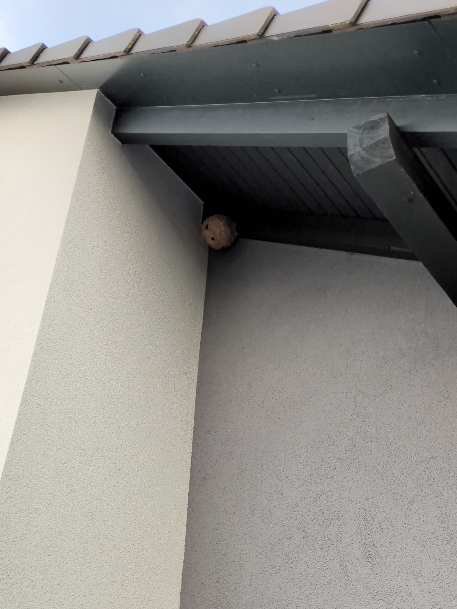 Nid / nuisance à Dingsheim (67) — SignalNids