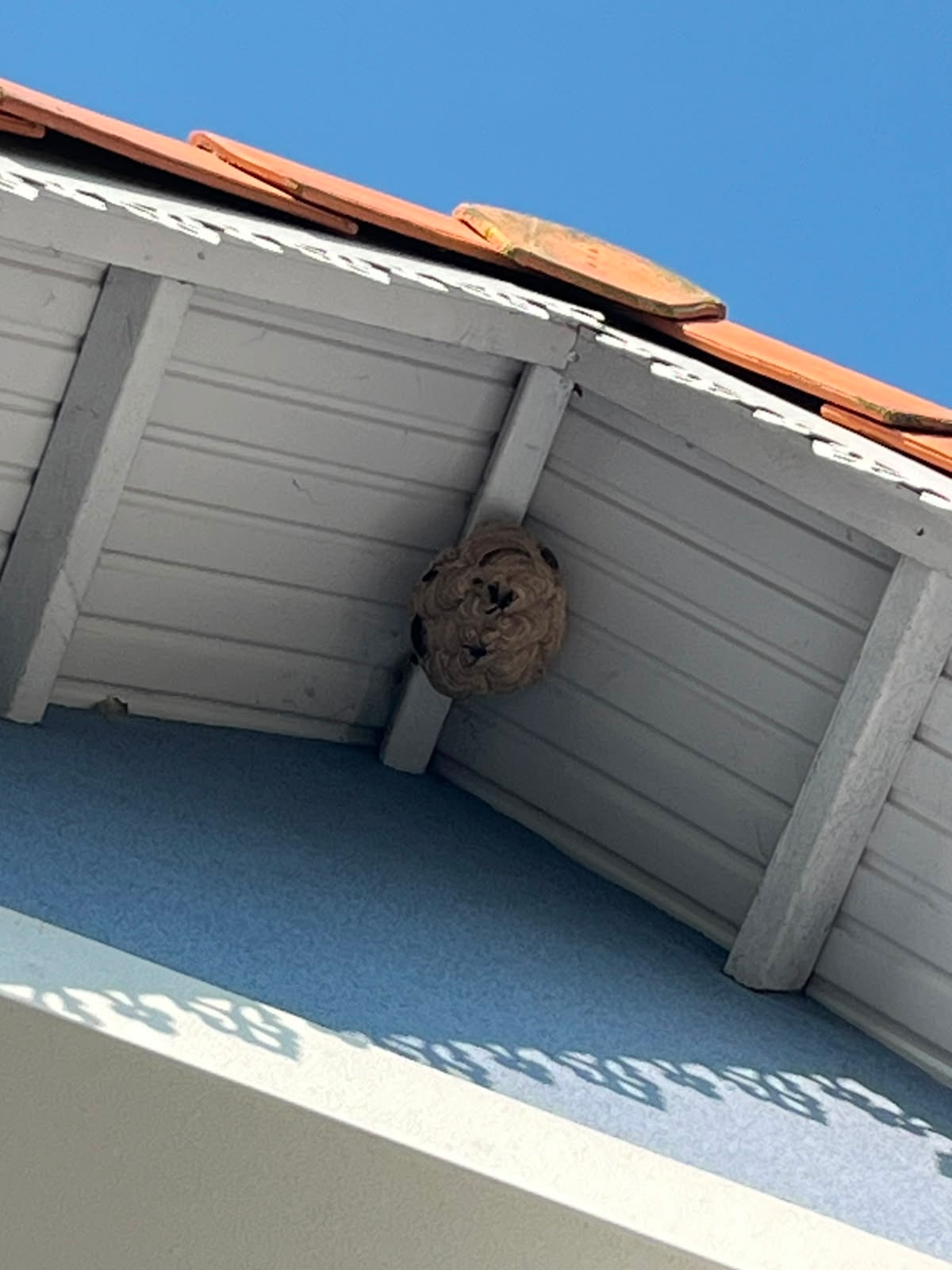 Nid de frelon asiatique à Châtelaillon-Plage (17) — SignalNids