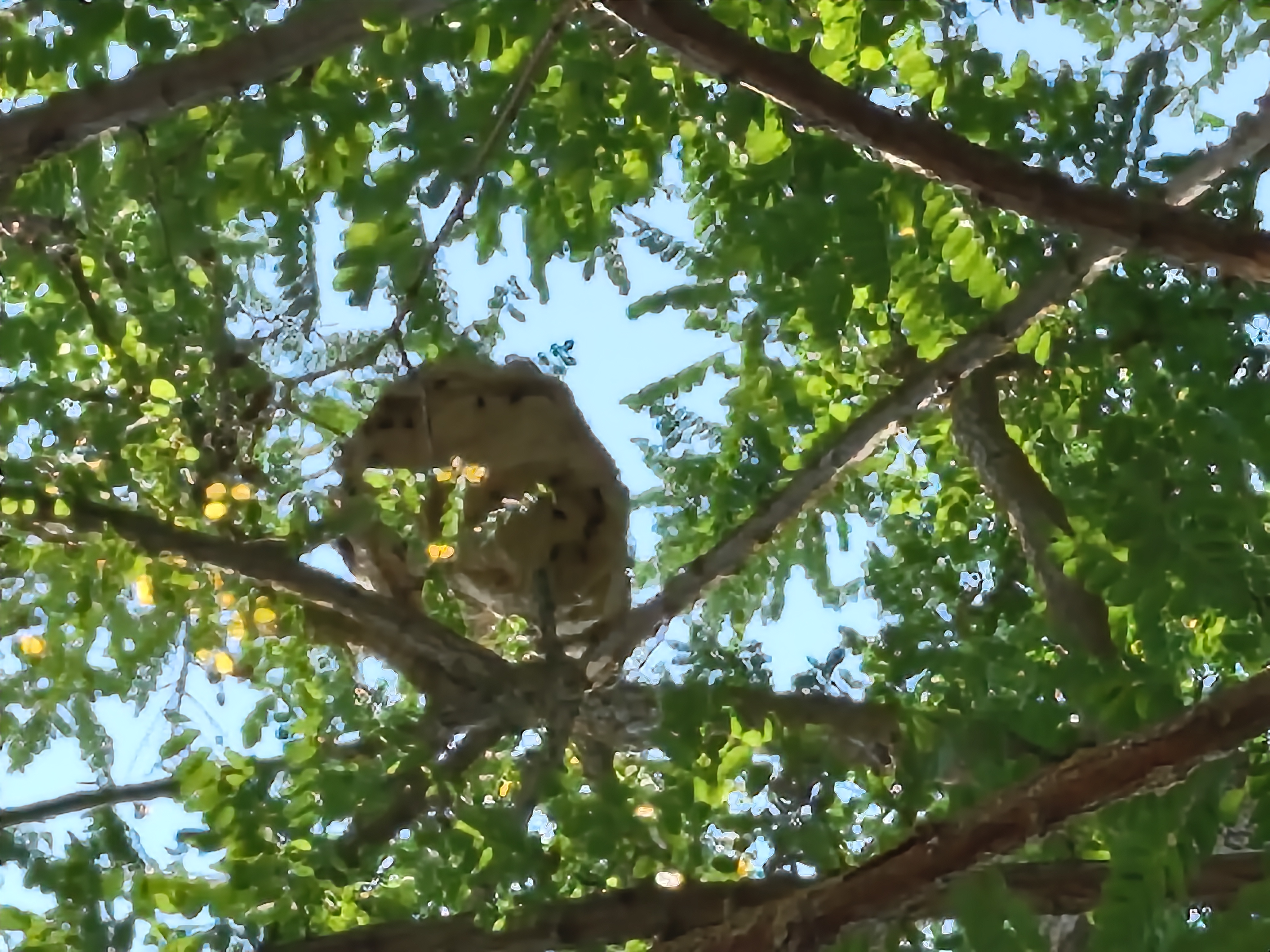 Nid de frelon asiatique à Vitry-le-François (51) — SignalNids