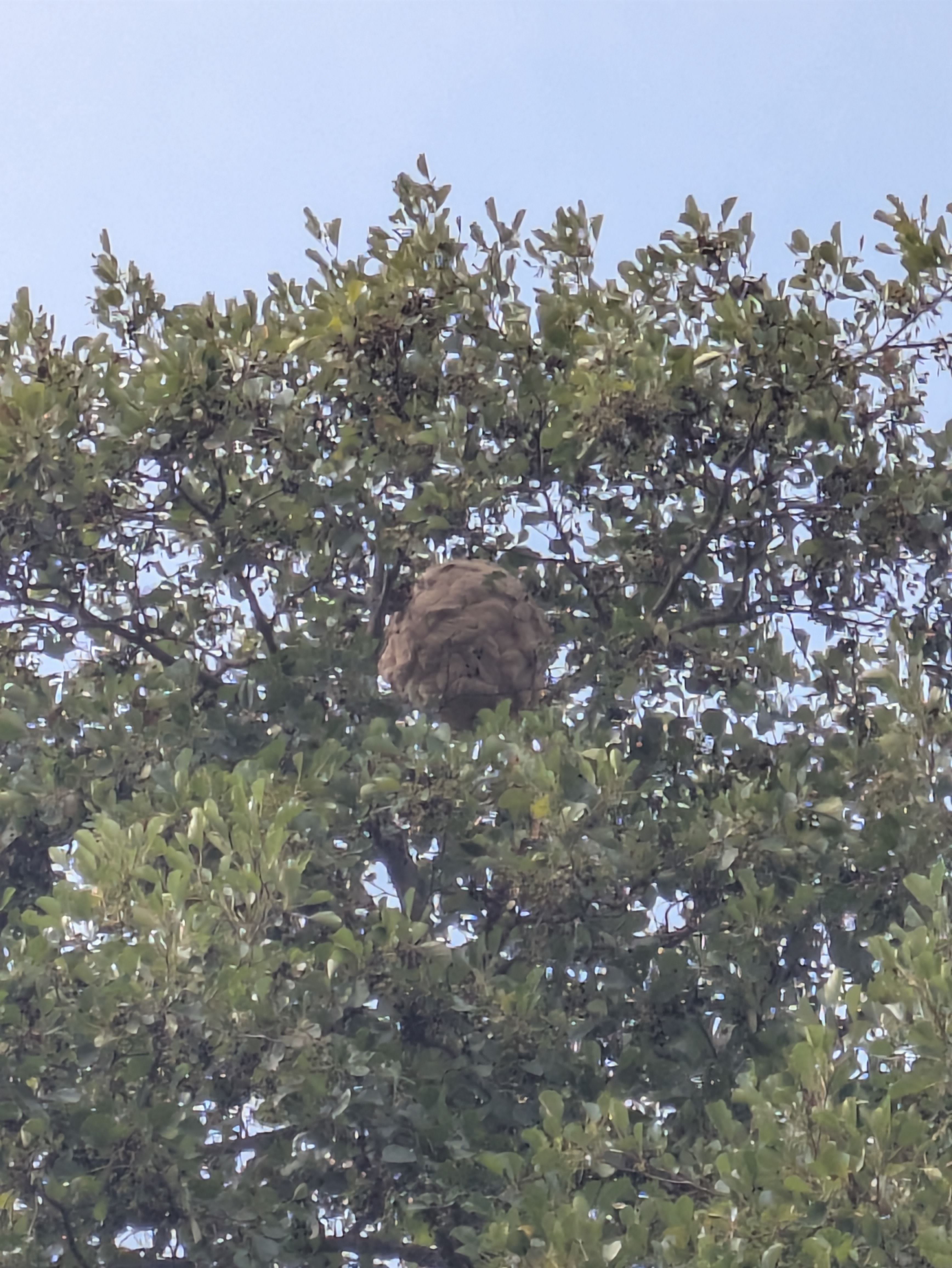 Nid de frelon asiatique à Saint-Briac-sur-Mer (35) — SignalNids